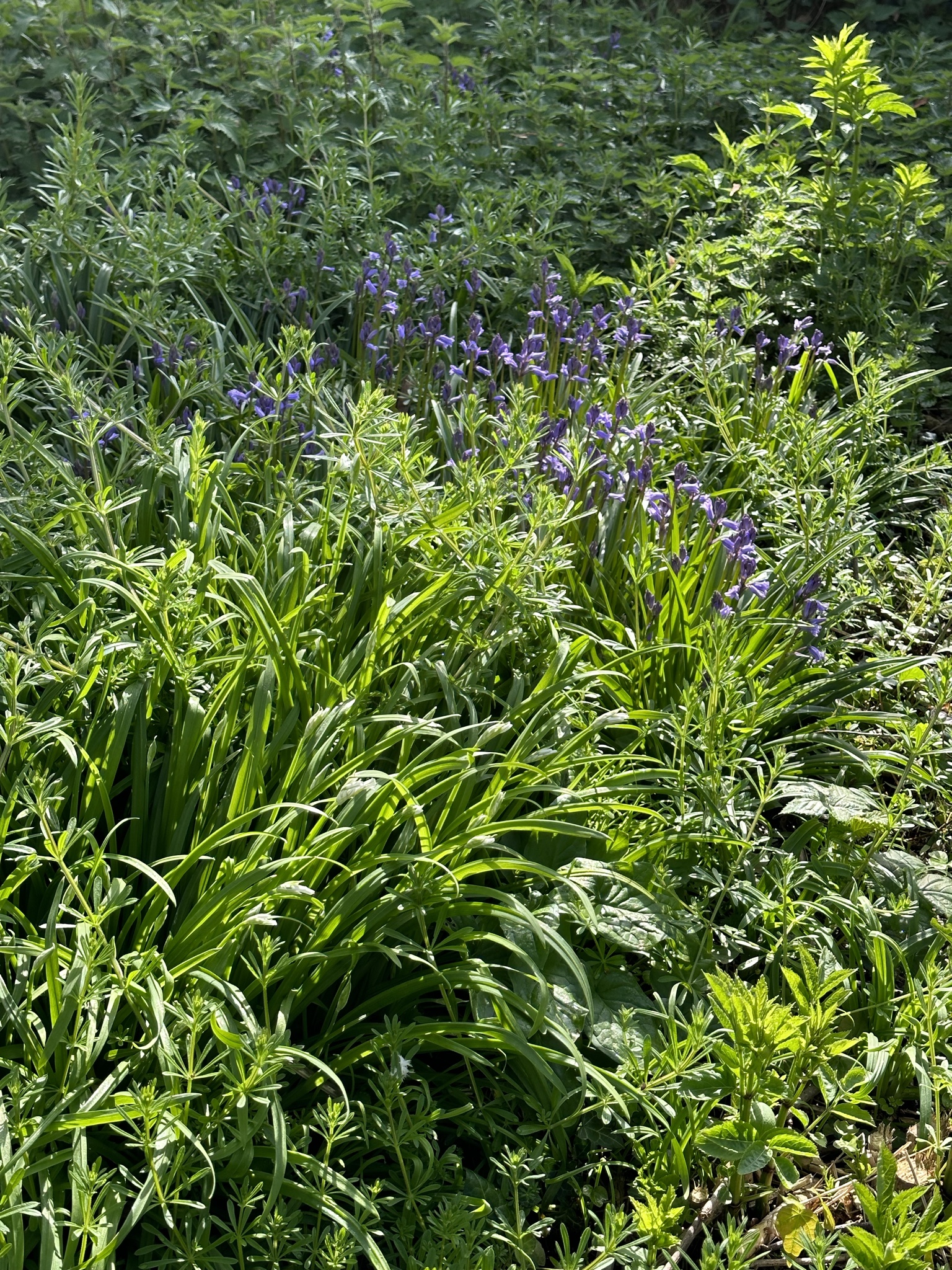 Image from RV Mondays: Fresh cut grass