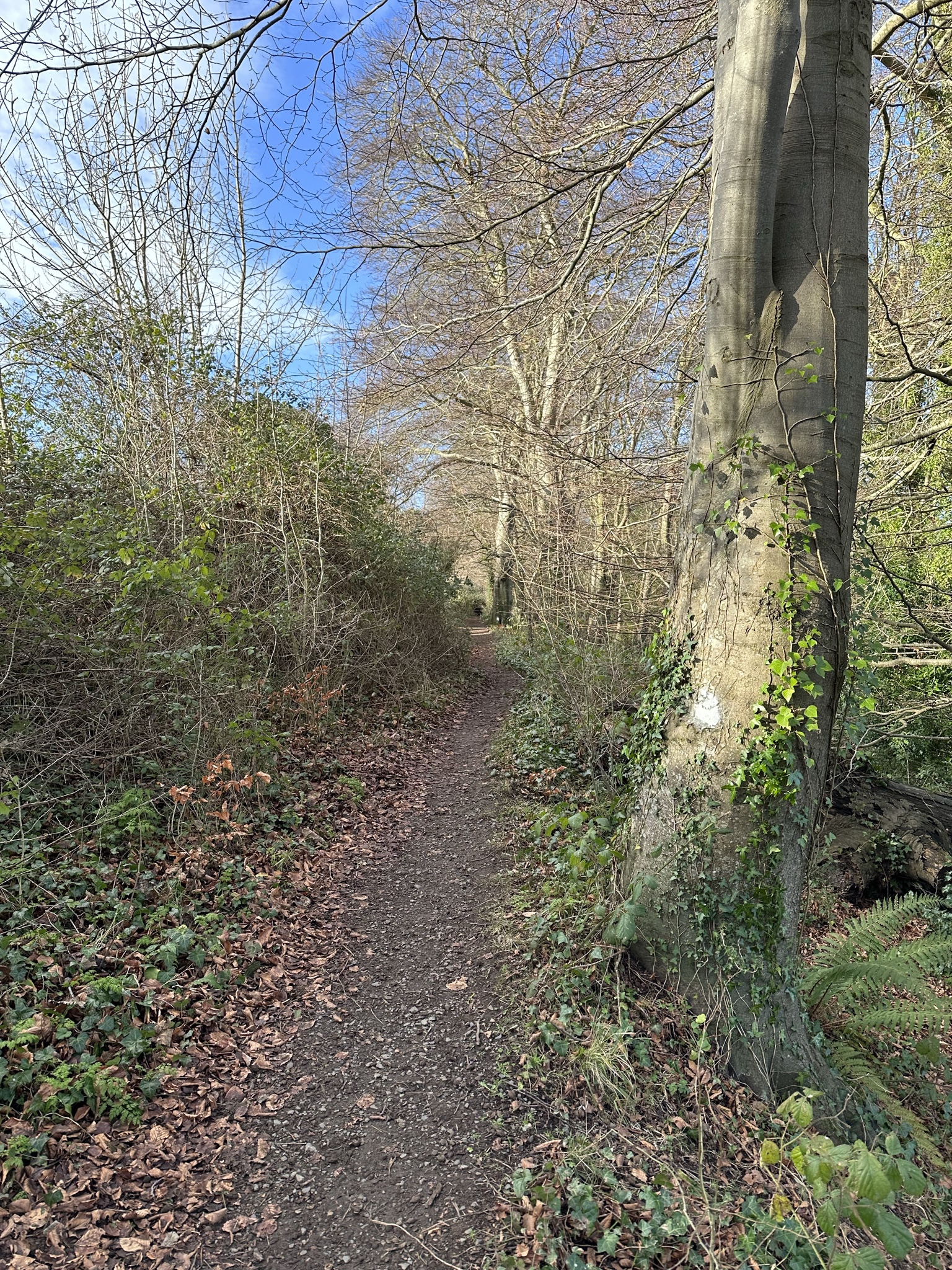 Image from RV Mondays: Brackenstown park swords