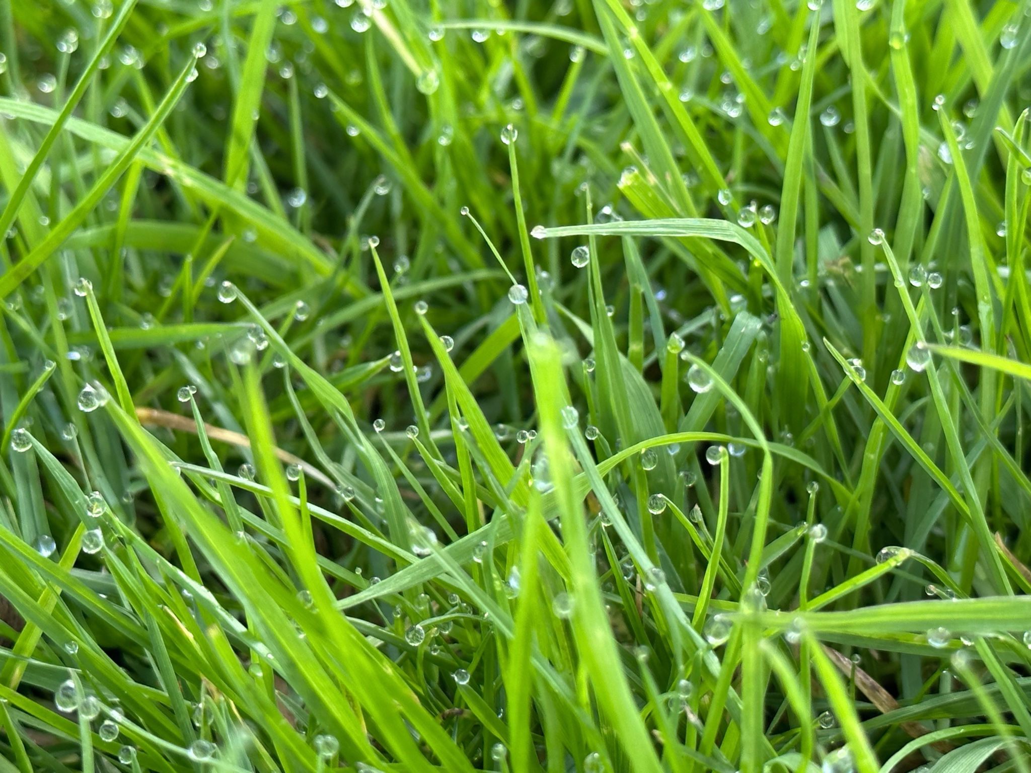 Image from RV Mondays: Fresh cut grass