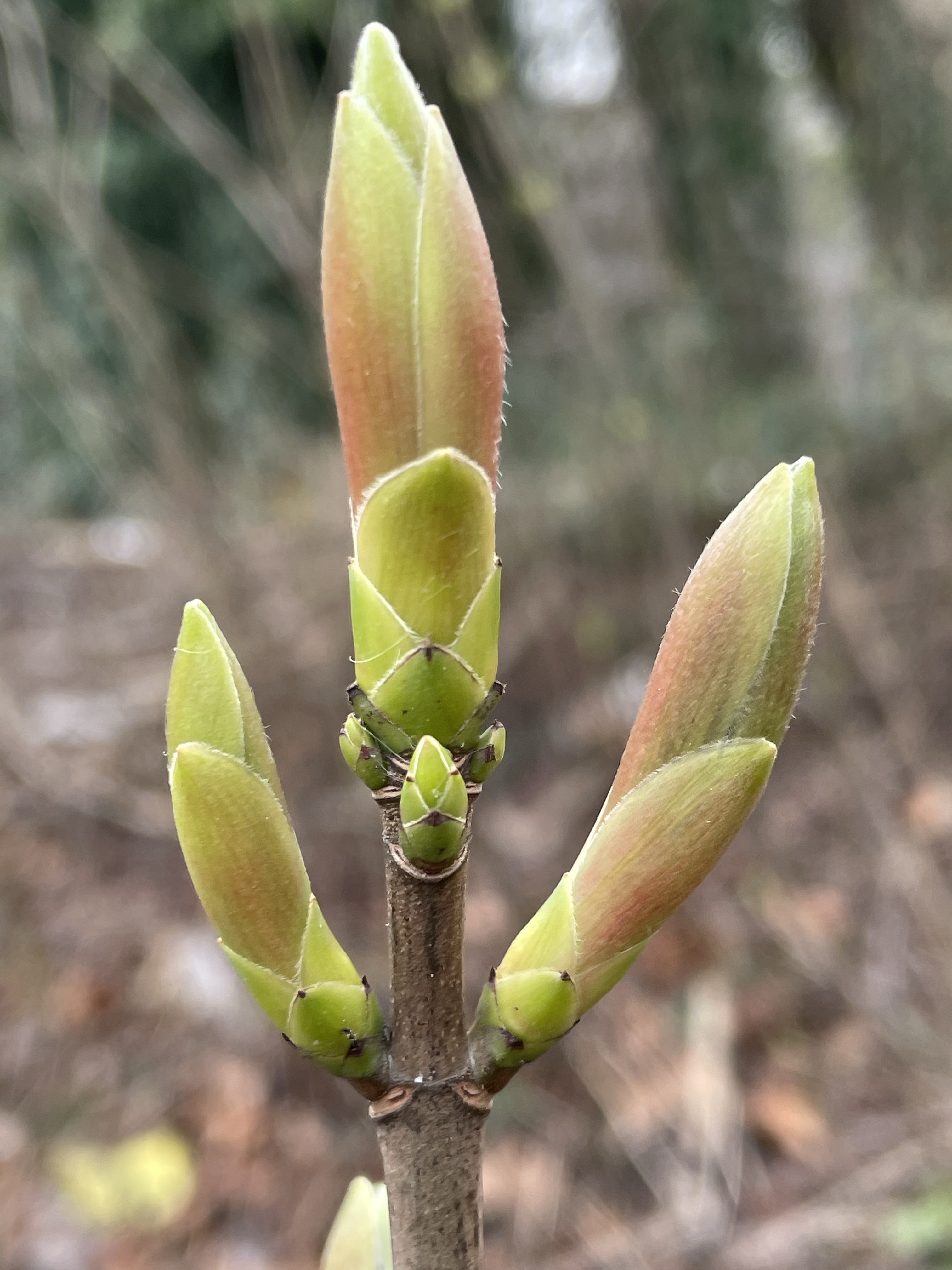 Image from The Essentials – [HALM] Hydrate, Activate, Lubricate, Meditate.