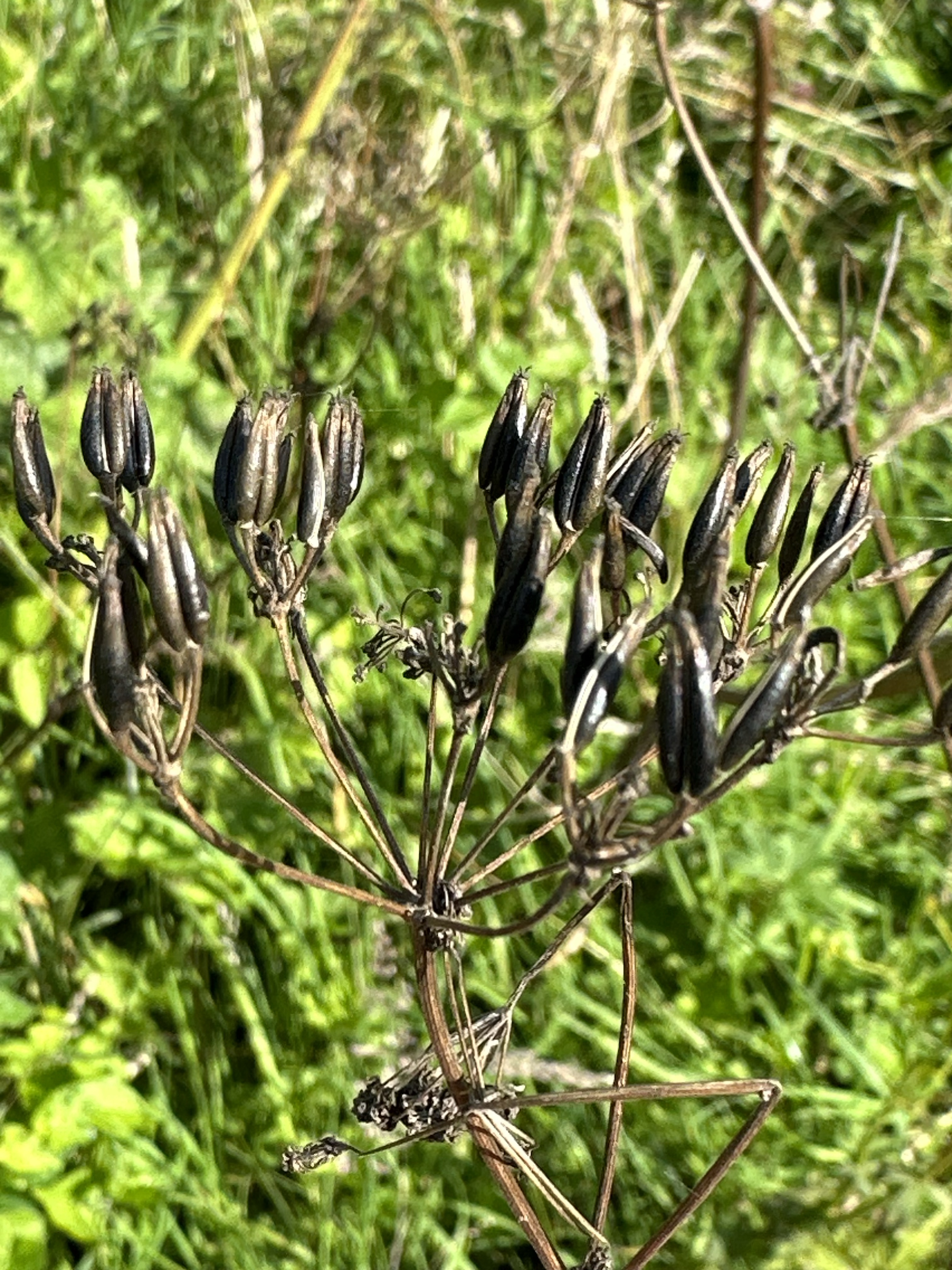 Image from Finding my Purpose.