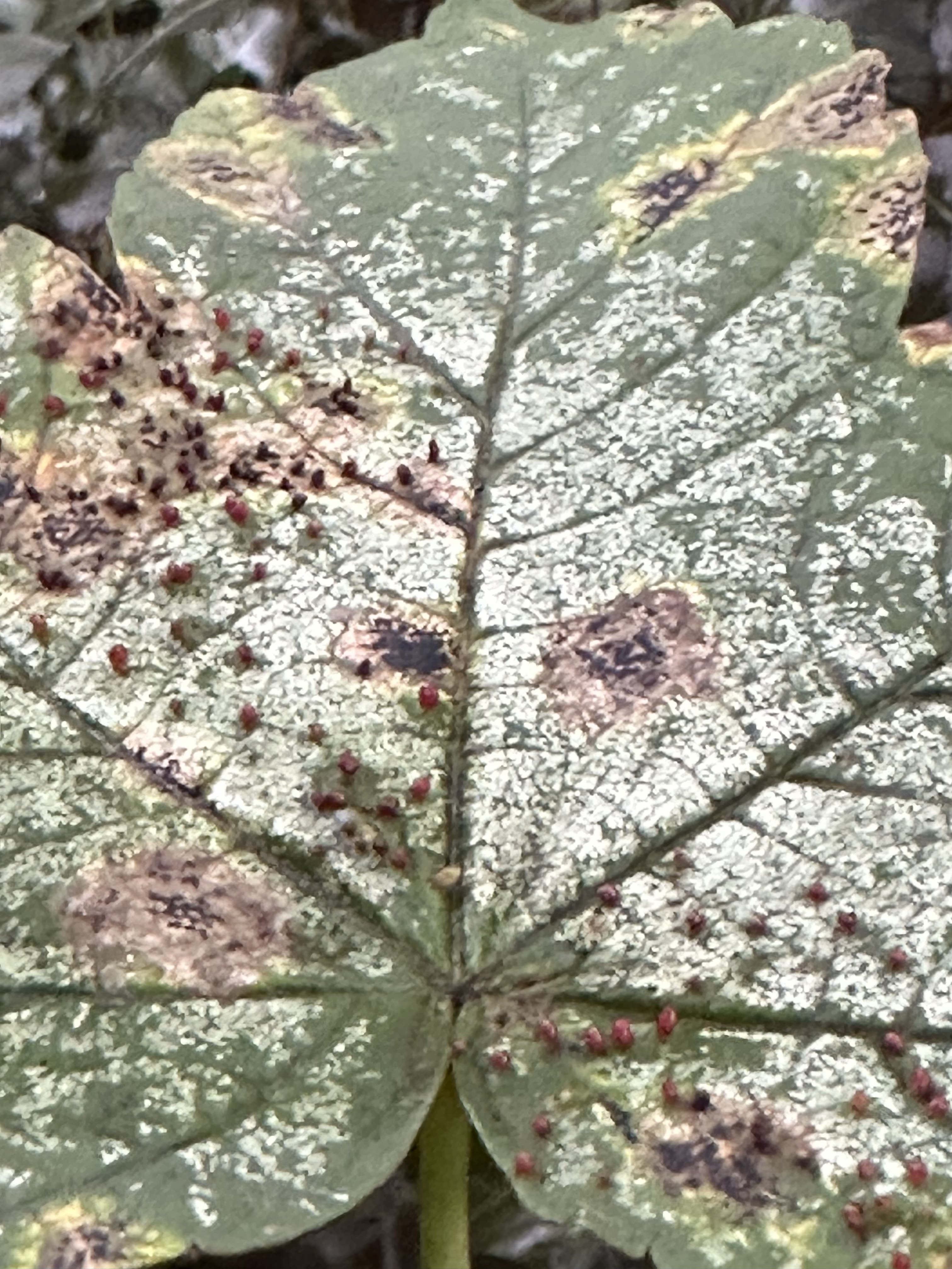 Image from The paradox of institutions