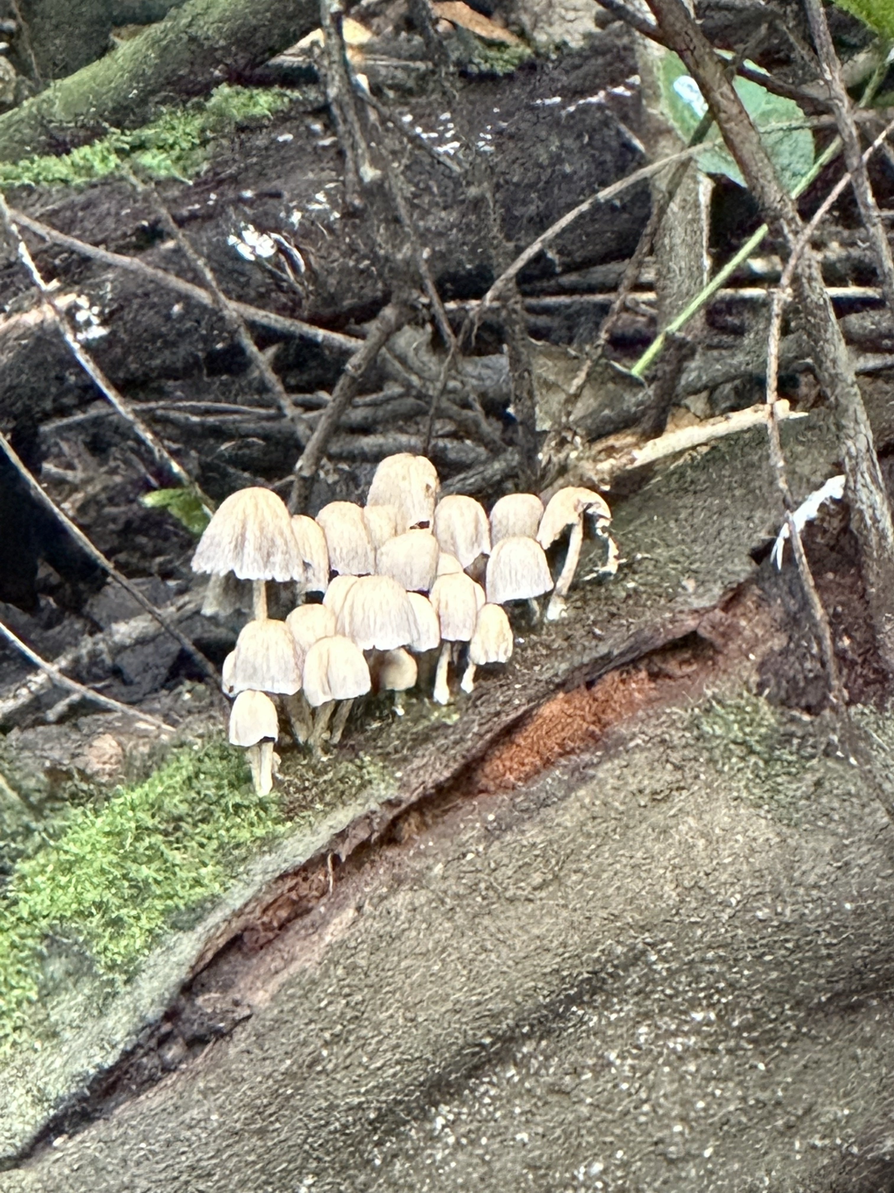 Image from Fungi and laurel ecosystem in Rivervalley & Brackenstown Swords Co. Dublin.