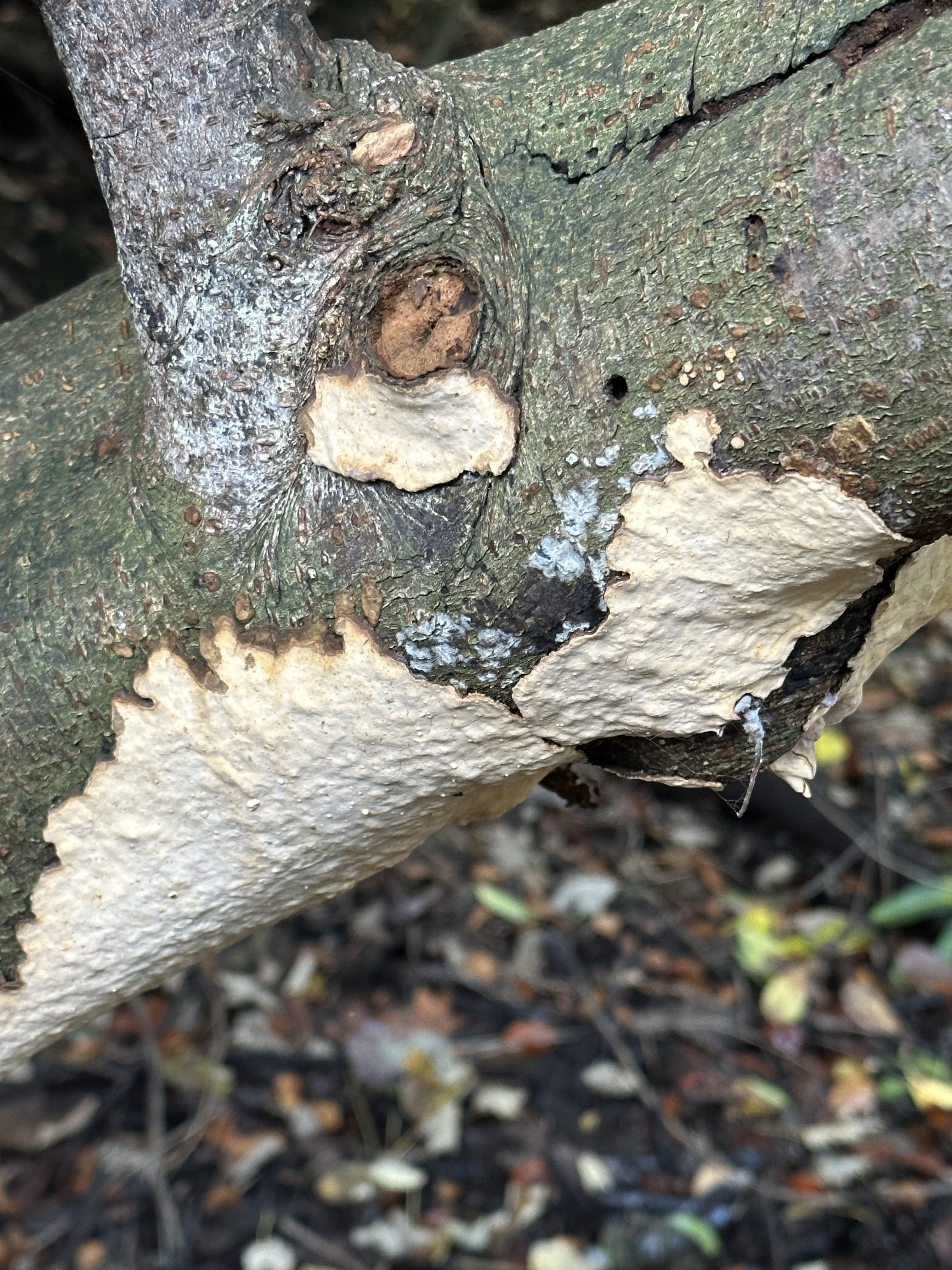 Image from Fungi and laurel ecosystem in Rivervalley & Brackenstown Swords Co. Dublin.