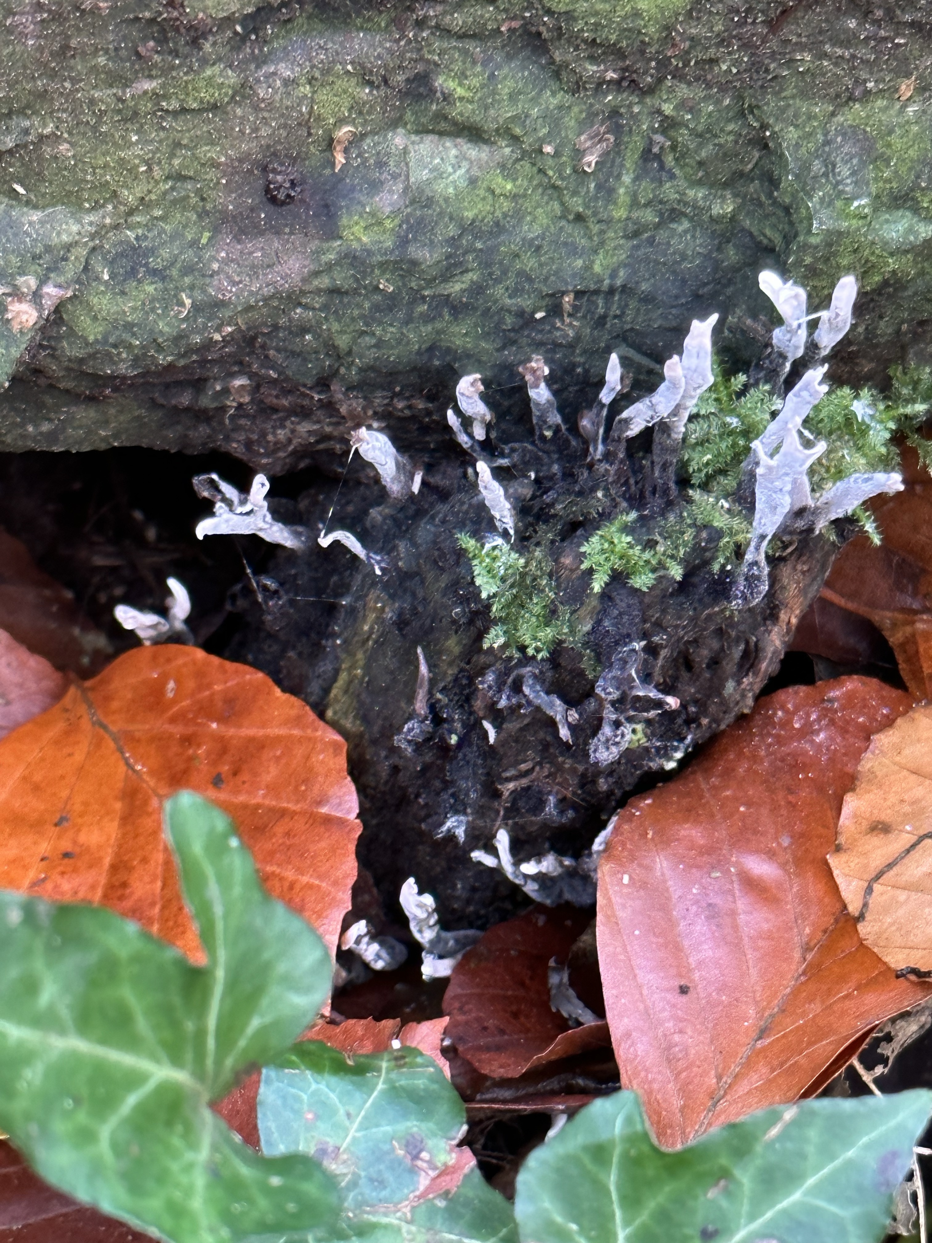 Image from Fungi and laurel ecosystem in Rivervalley & Brackenstown Swords Co. Dublin.