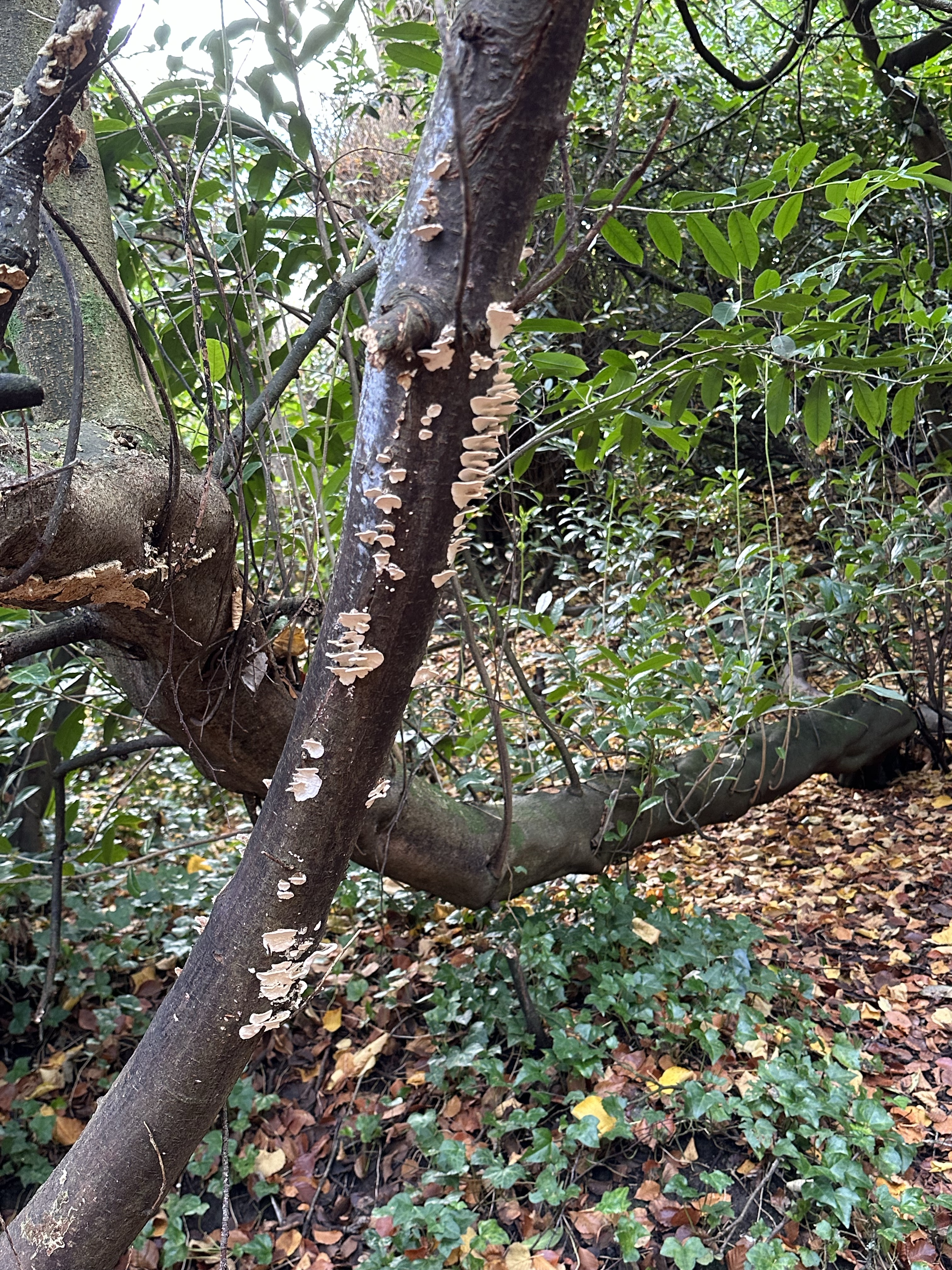 Image from Fungi and laurel ecosystem in Rivervalley & Brackenstown Swords Co. Dublin.