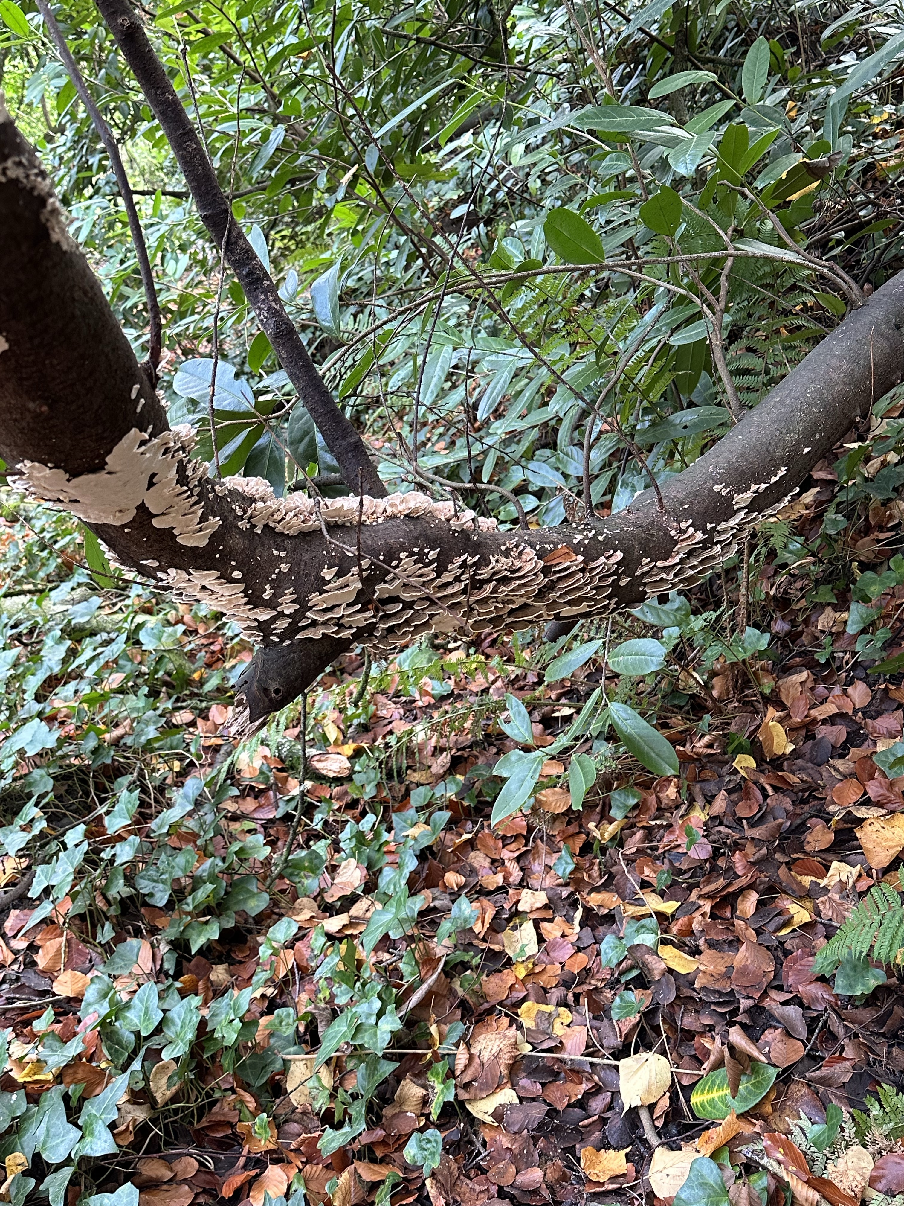 Image from Fungi and laurel ecosystem in Rivervalley & Brackenstown Swords Co. Dublin.