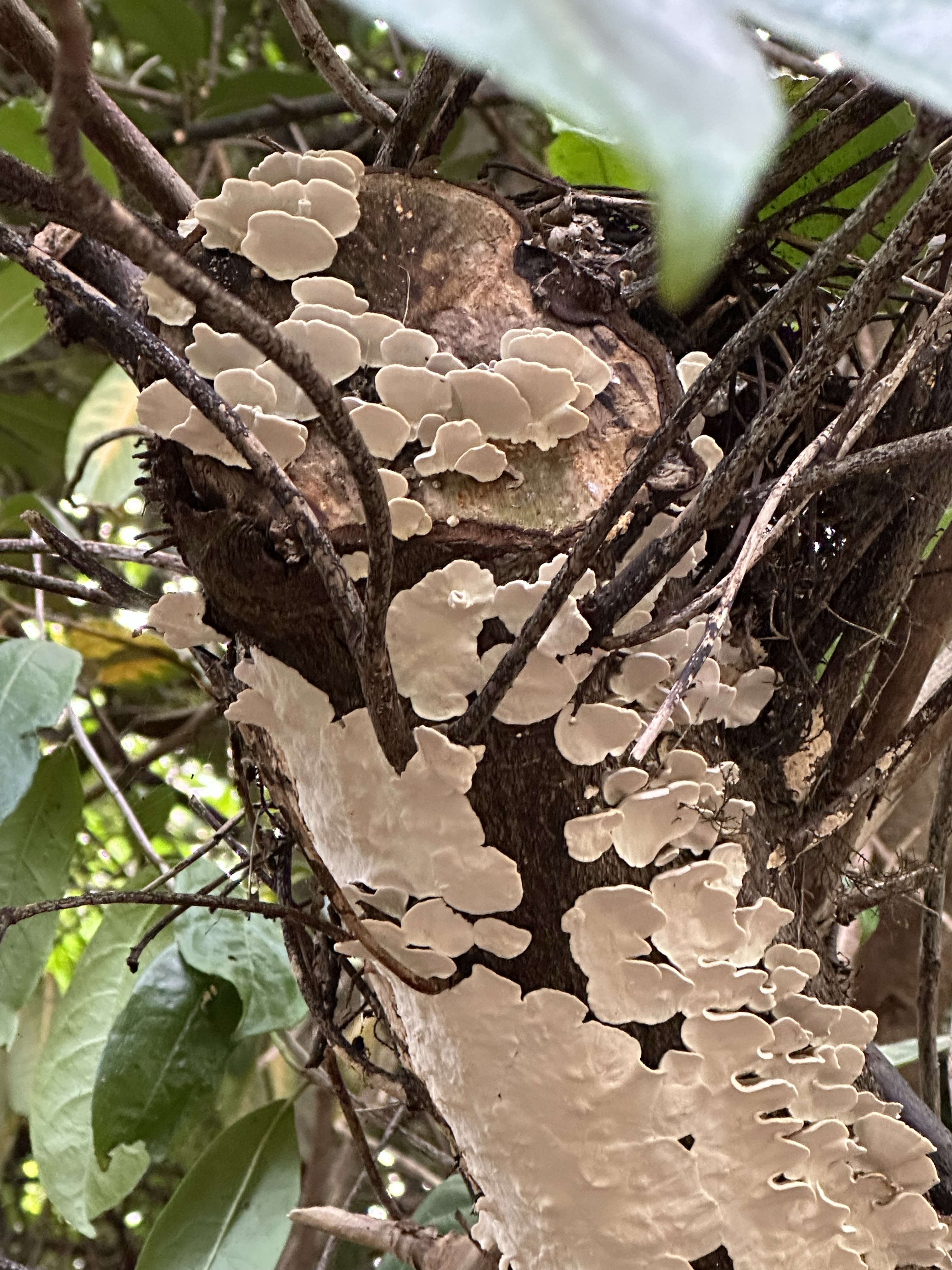 Image from Fungi and laurel ecosystem in Rivervalley & Brackenstown Swords Co. Dublin.