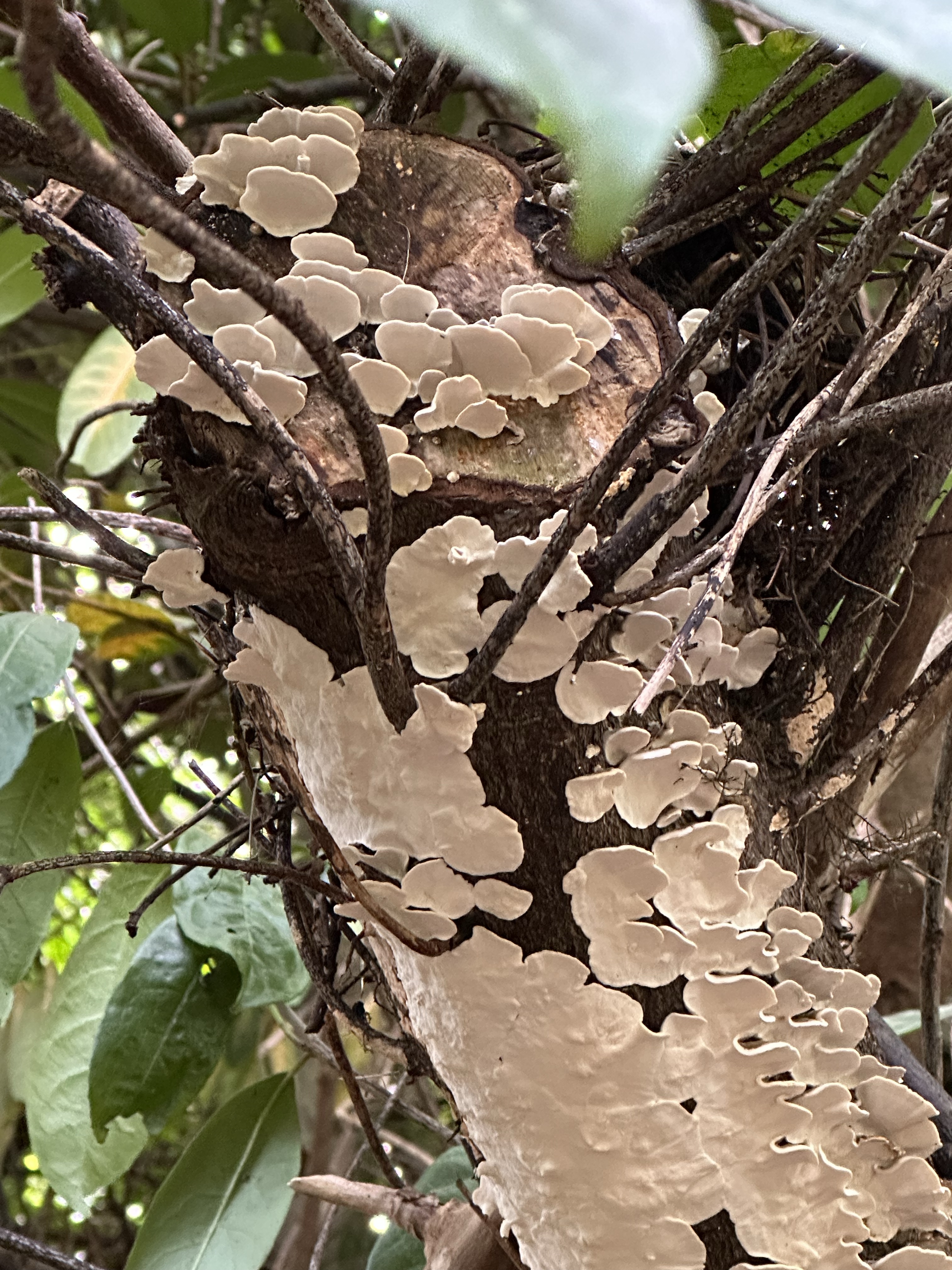 Image from Fungi and laurel ecosystem in Rivervalley & Brackenstown Swords Co. Dublin.