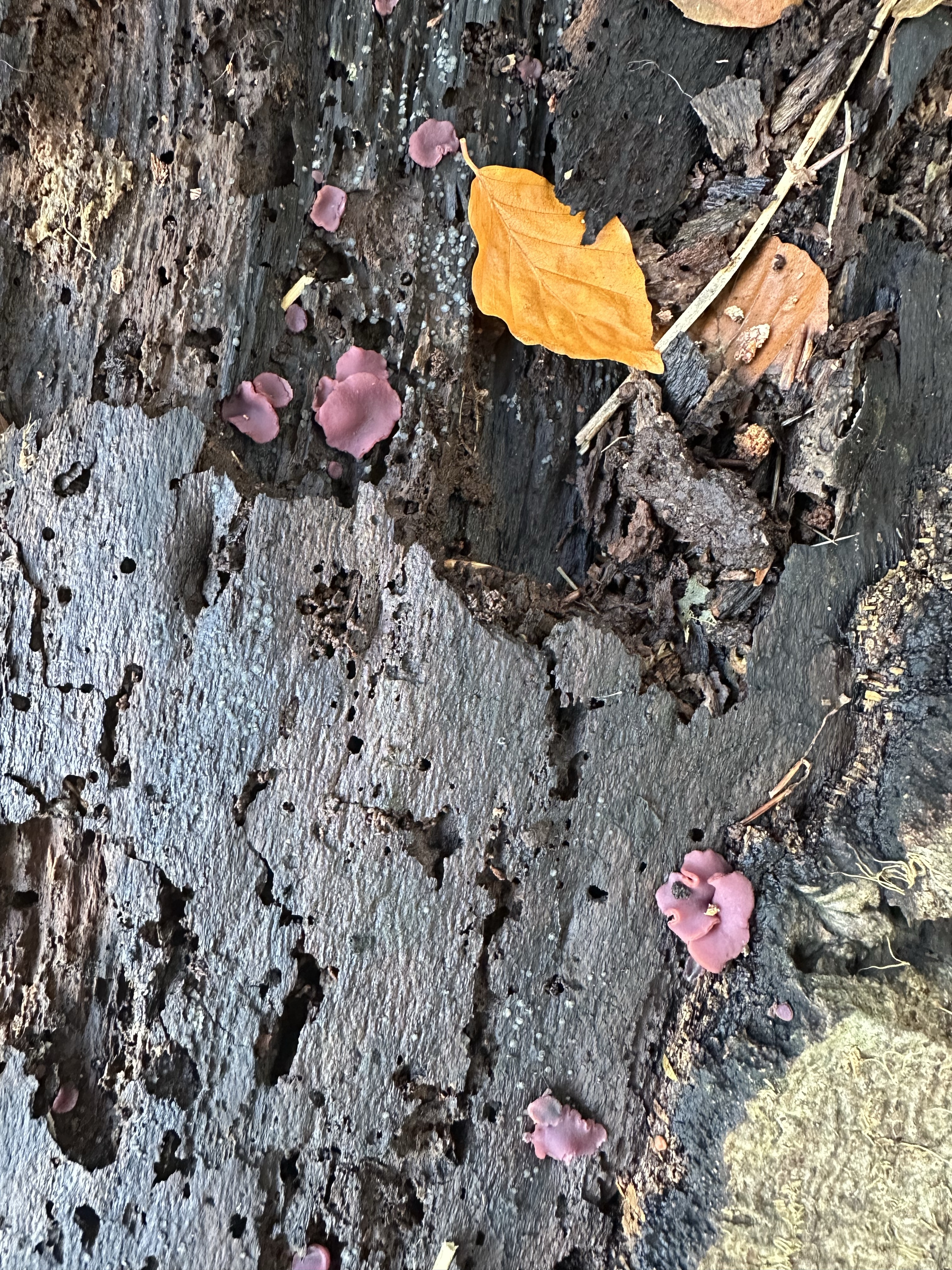 Image from Fungi and laurel ecosystem in Rivervalley & Brackenstown Swords Co. Dublin.