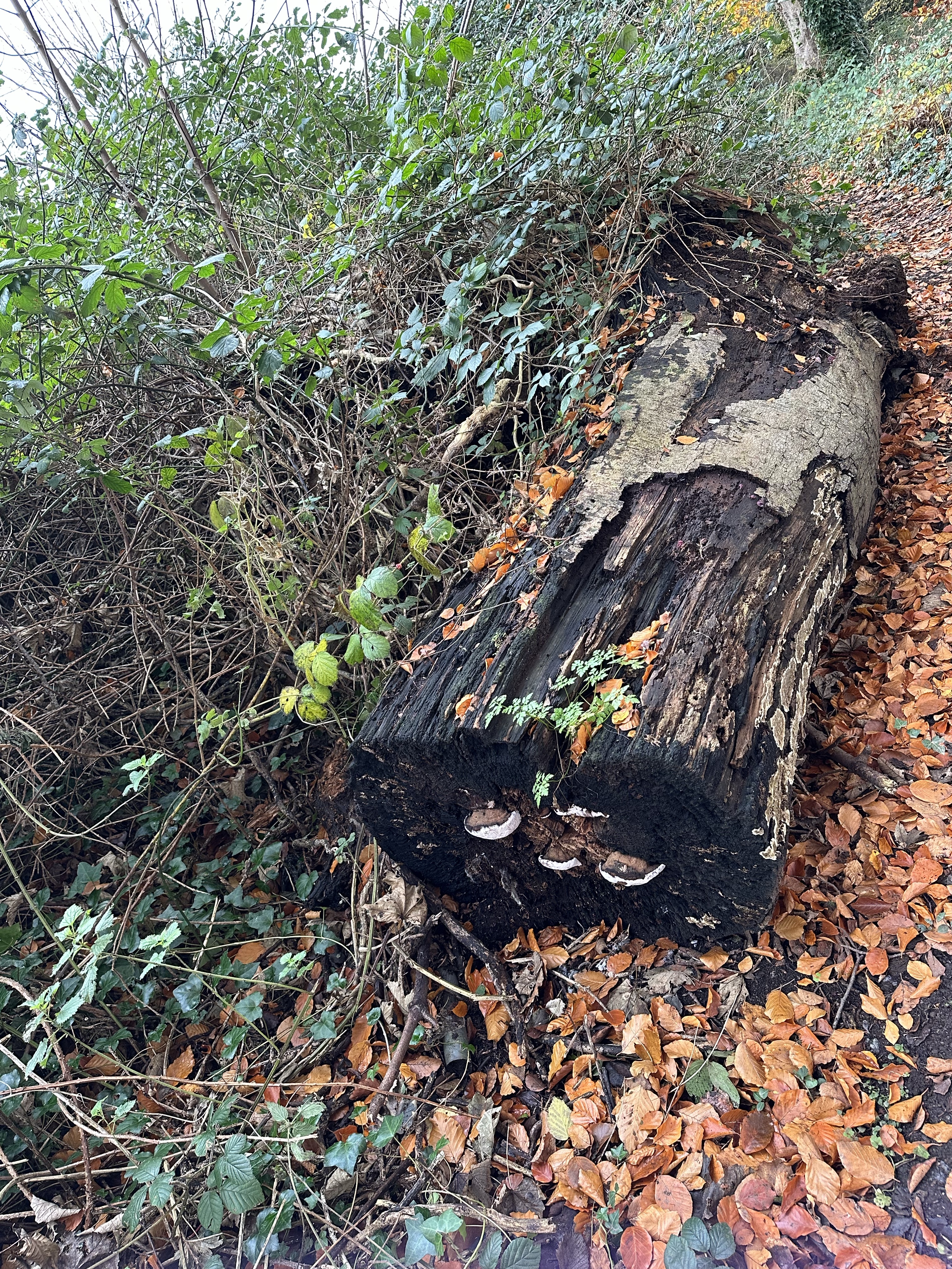Image from Fungi and laurel ecosystem in Rivervalley & Brackenstown Swords Co. Dublin.