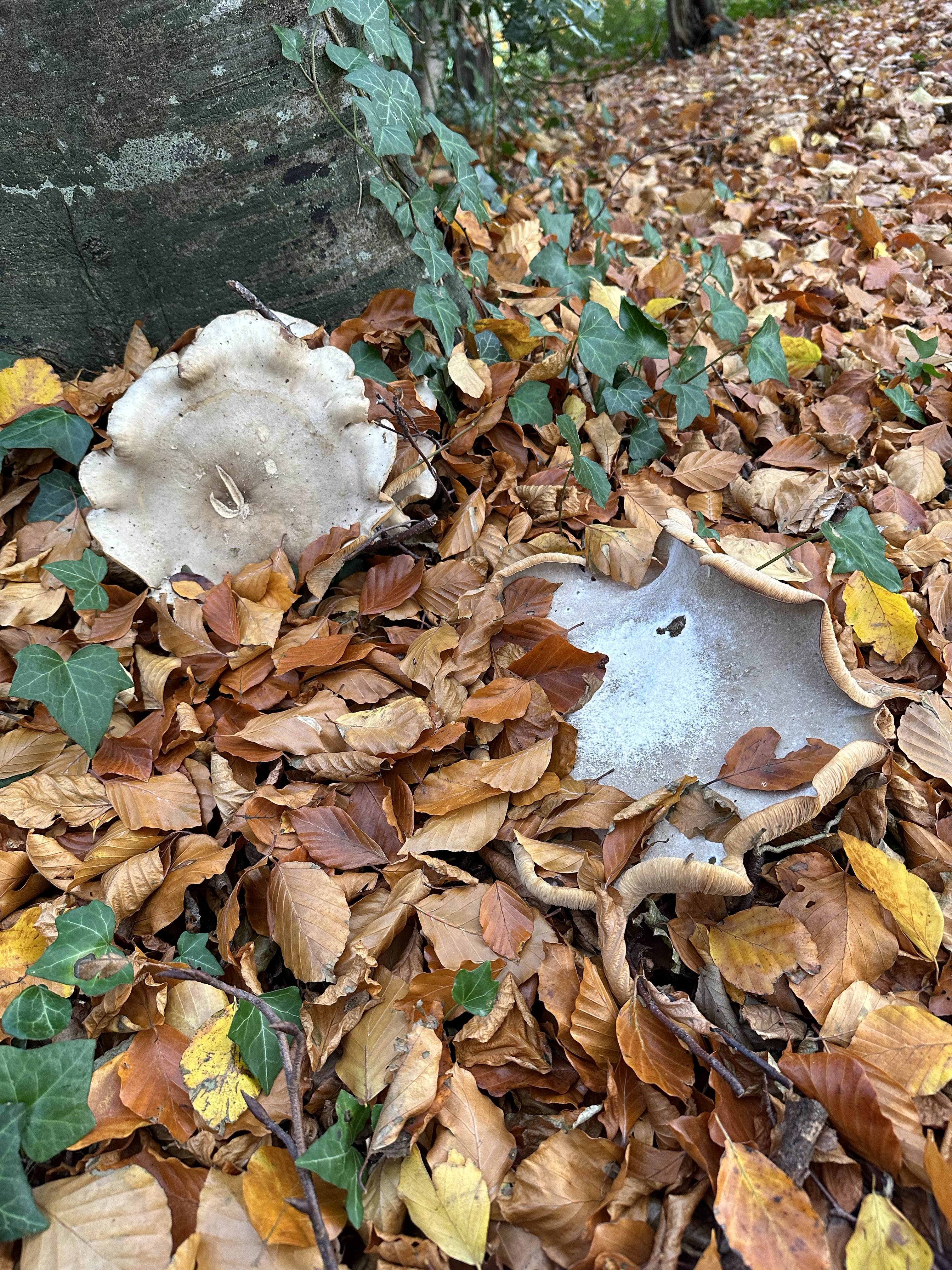 Image from Fungi and laurel ecosystem in Rivervalley & Brackenstown Swords Co. Dublin.