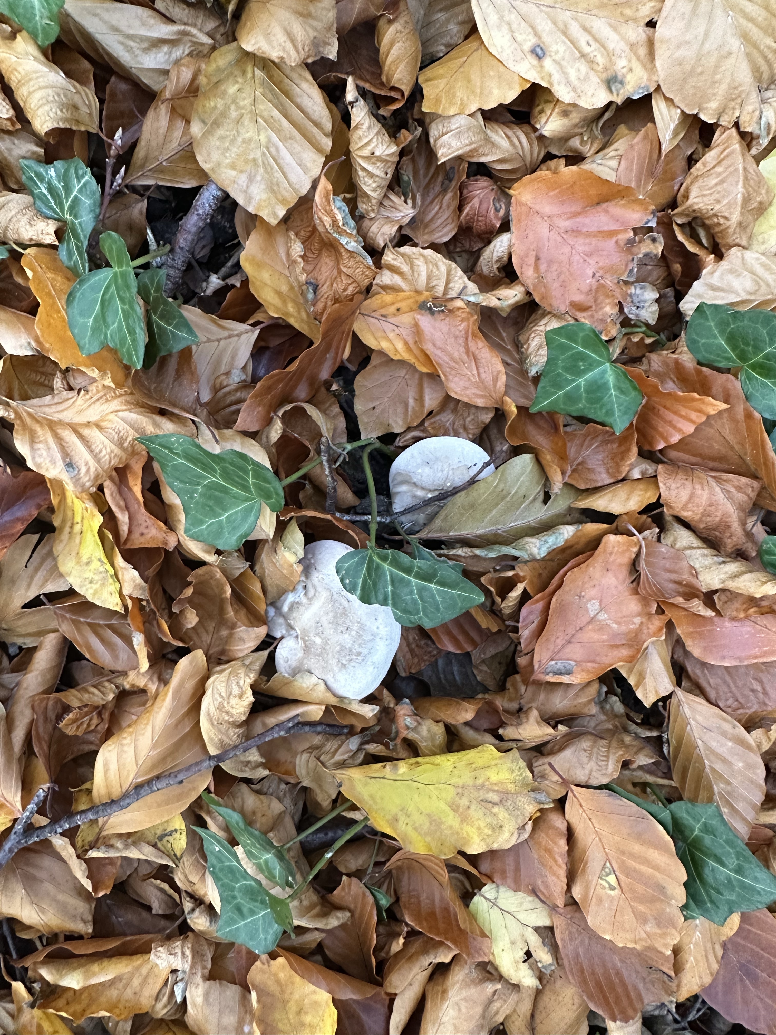 Image from Fungi and laurel ecosystem in Rivervalley & Brackenstown Swords Co. Dublin.
