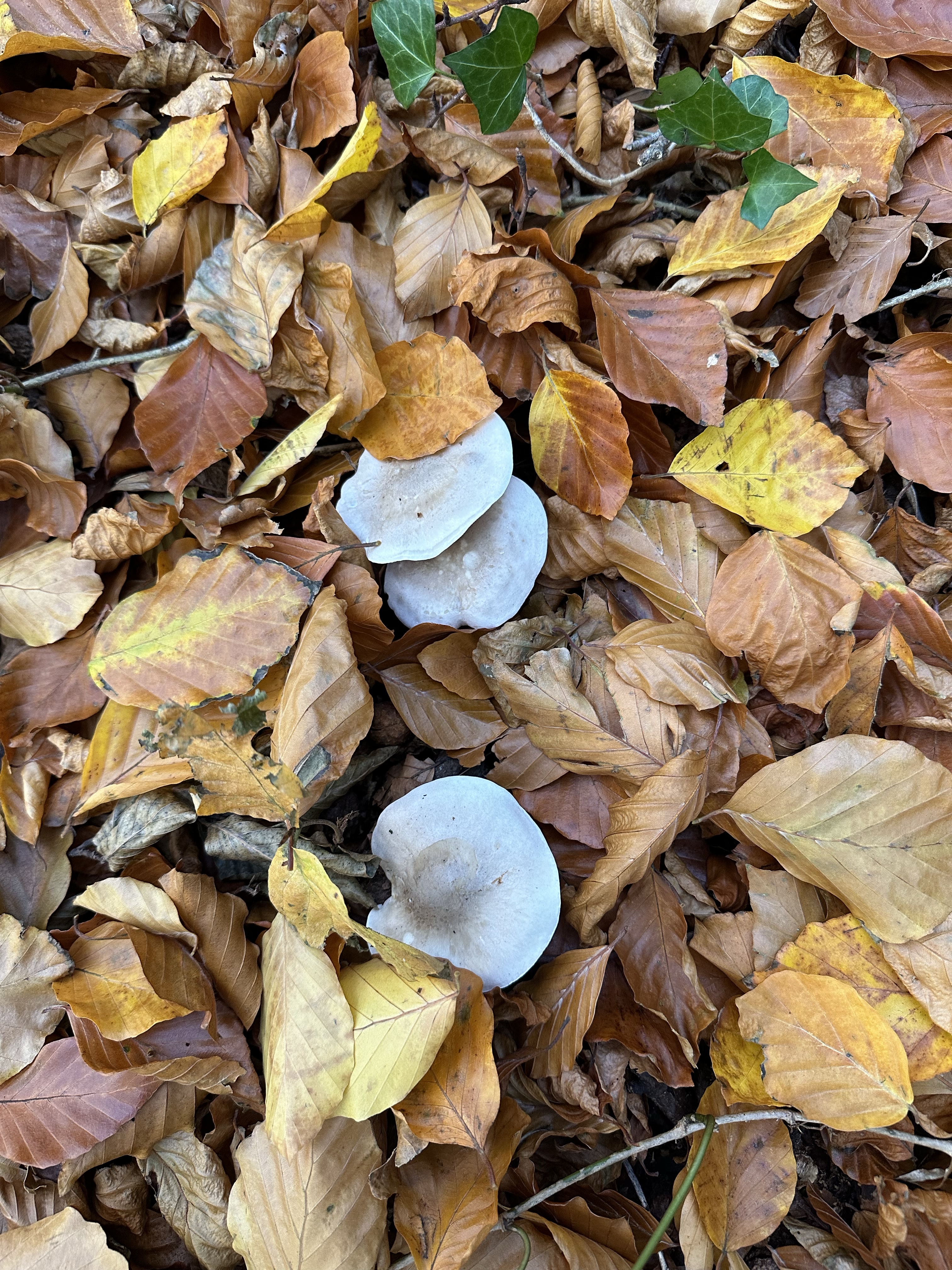 Image from Fungi and laurel ecosystem in Rivervalley & Brackenstown Swords Co. Dublin.