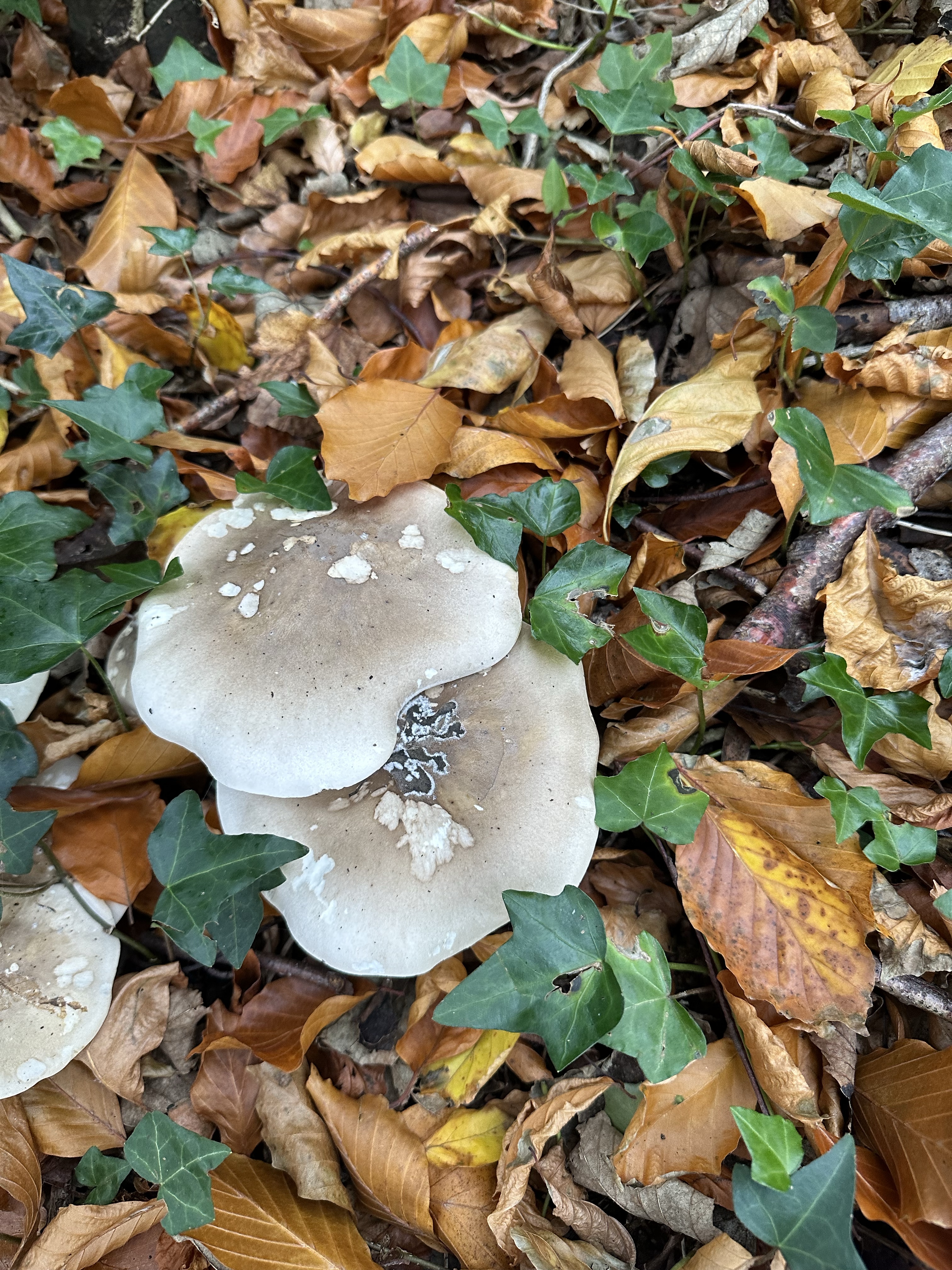 Image from Fungi and laurel ecosystem in Rivervalley & Brackenstown Swords Co. Dublin.
