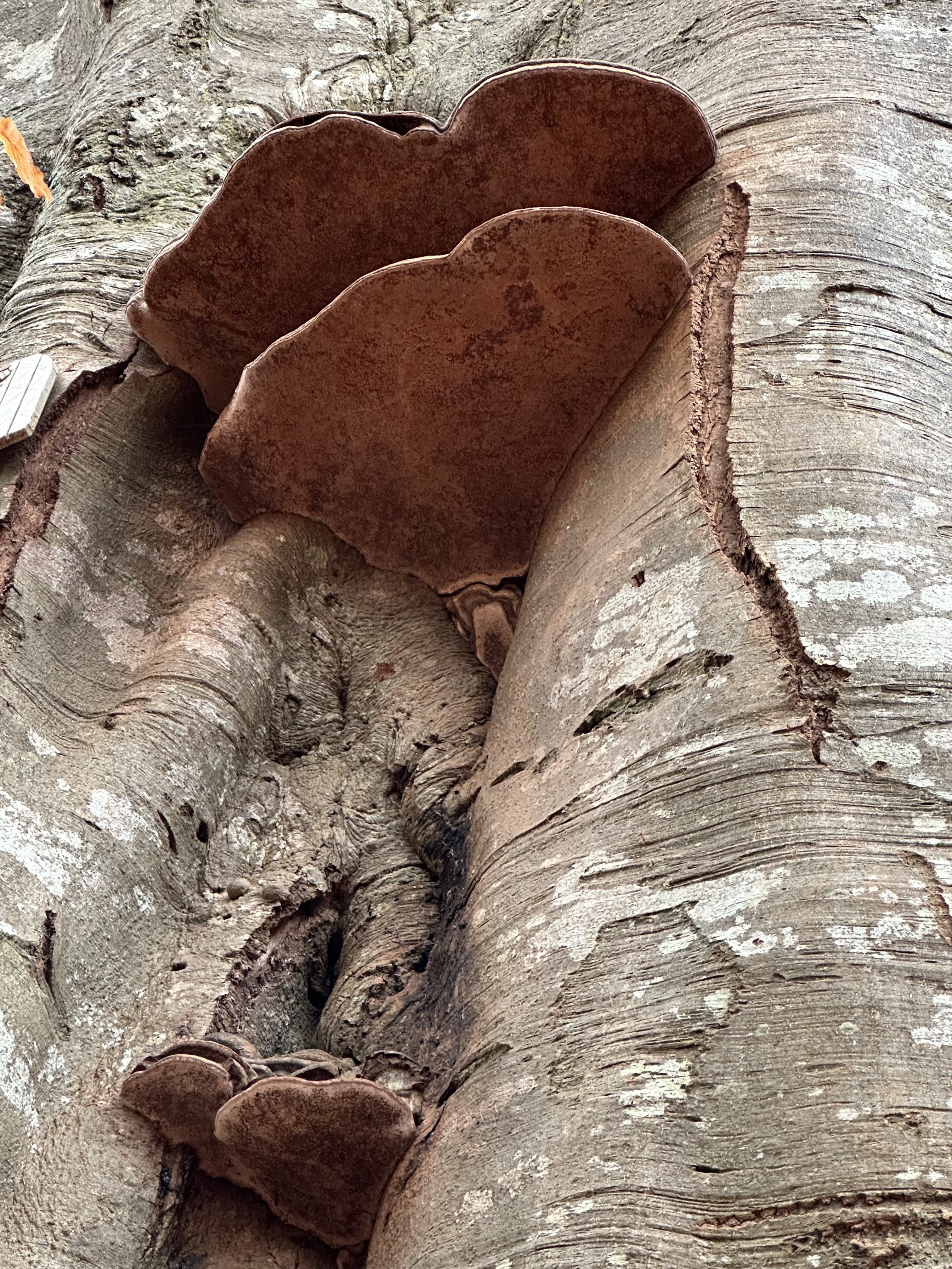 Image from Fungi and laurel ecosystem in Rivervalley & Brackenstown Swords Co. Dublin.