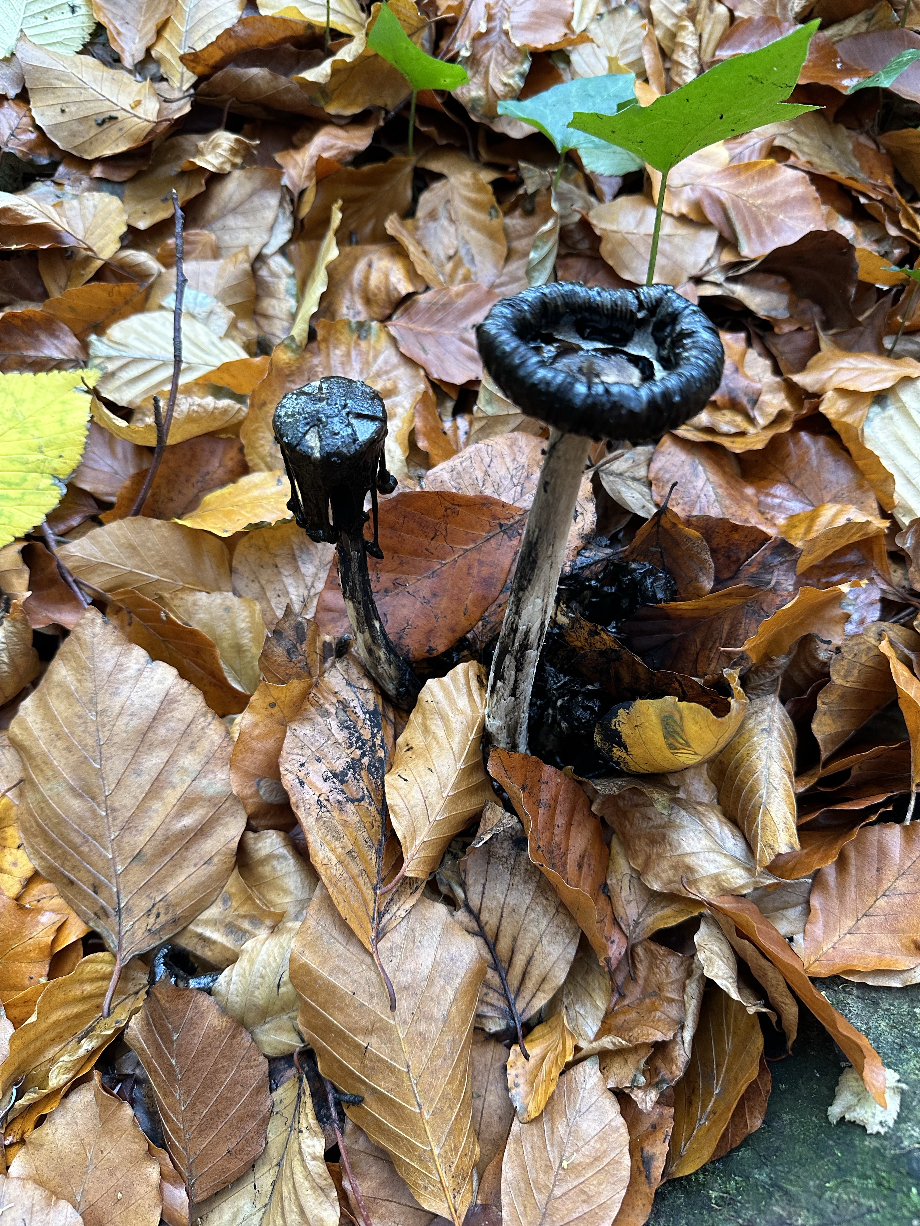Image from Fungi and laurel ecosystem in Rivervalley & Brackenstown Swords Co. Dublin.