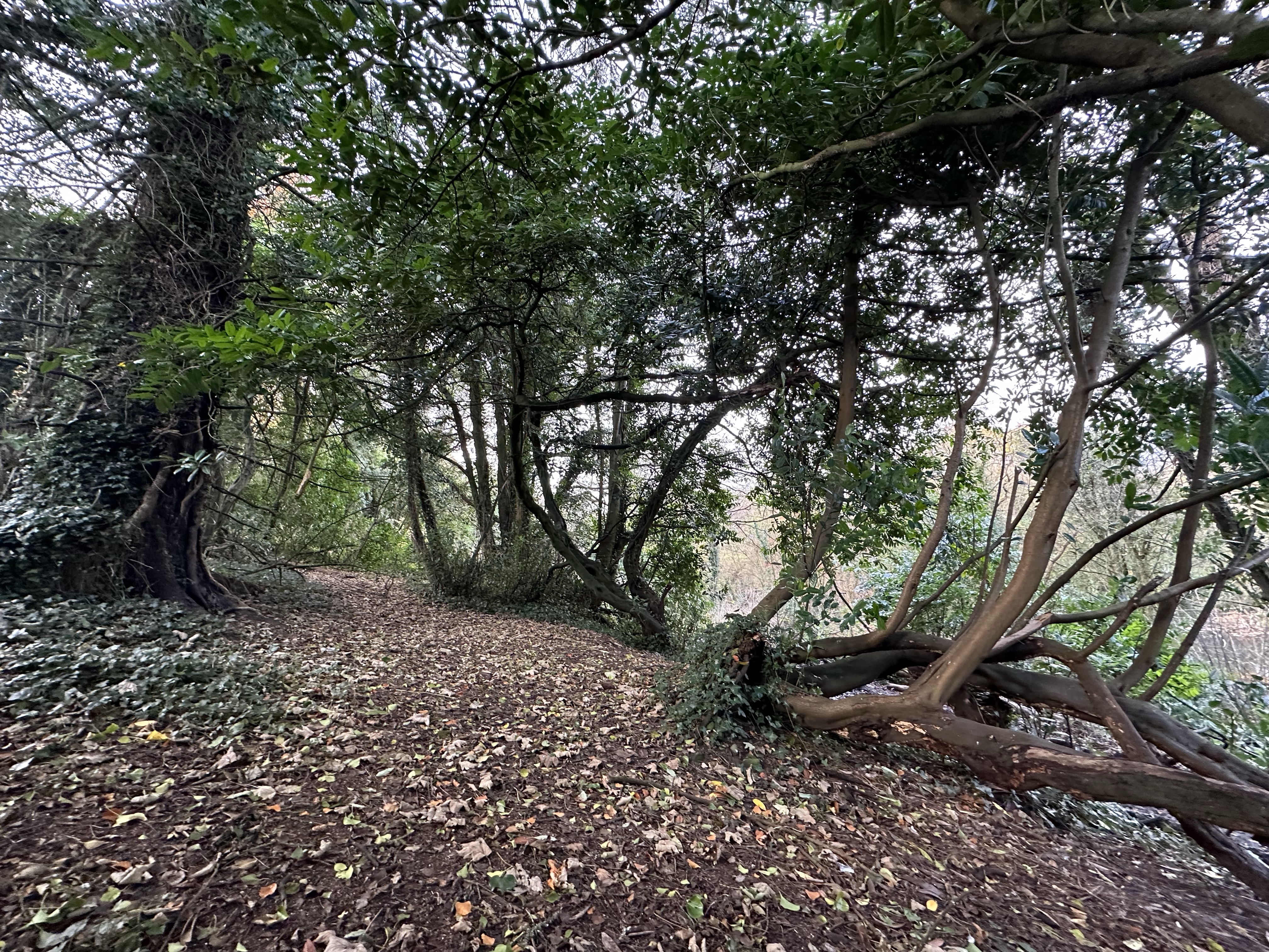 Image from Fungi and laurel ecosystem in Rivervalley & Brackenstown Swords Co. Dublin.
