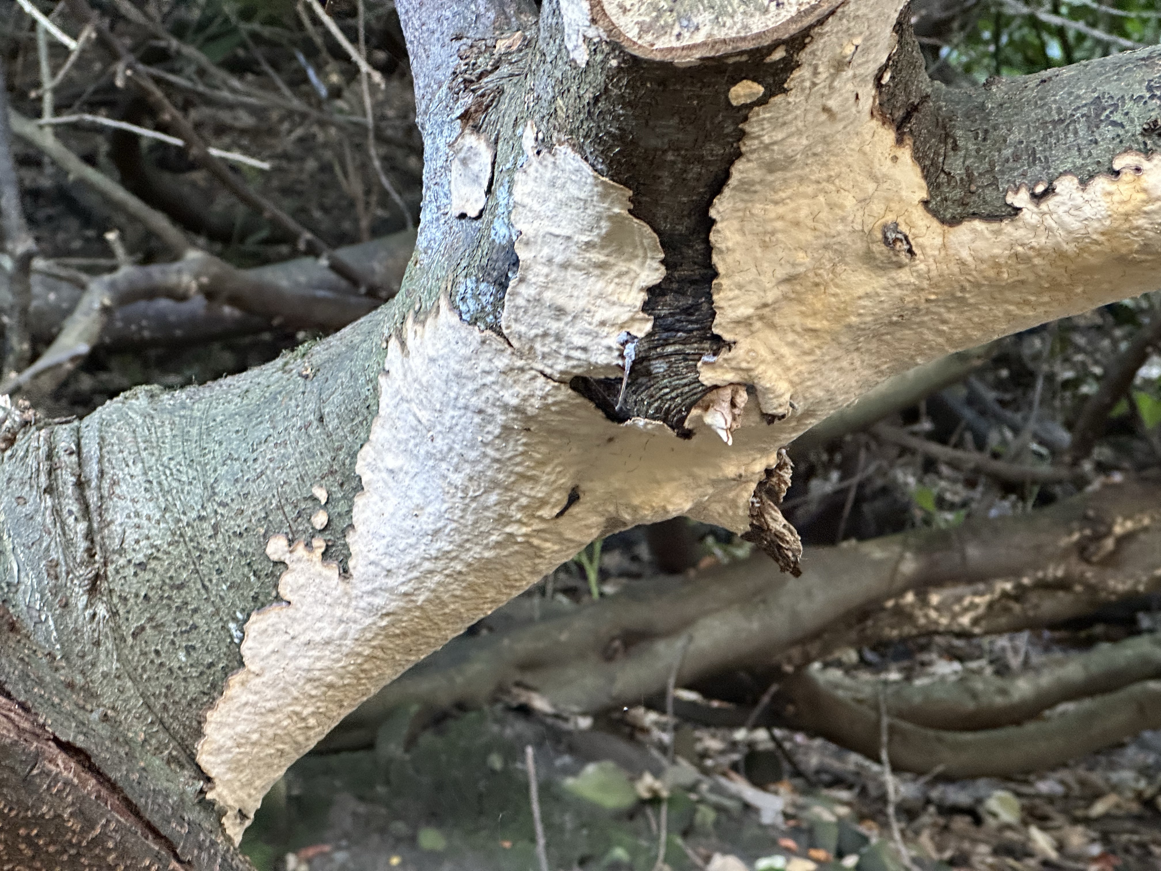 Image from Fungi and laurel ecosystem in Rivervalley & Brackenstown Swords Co. Dublin.