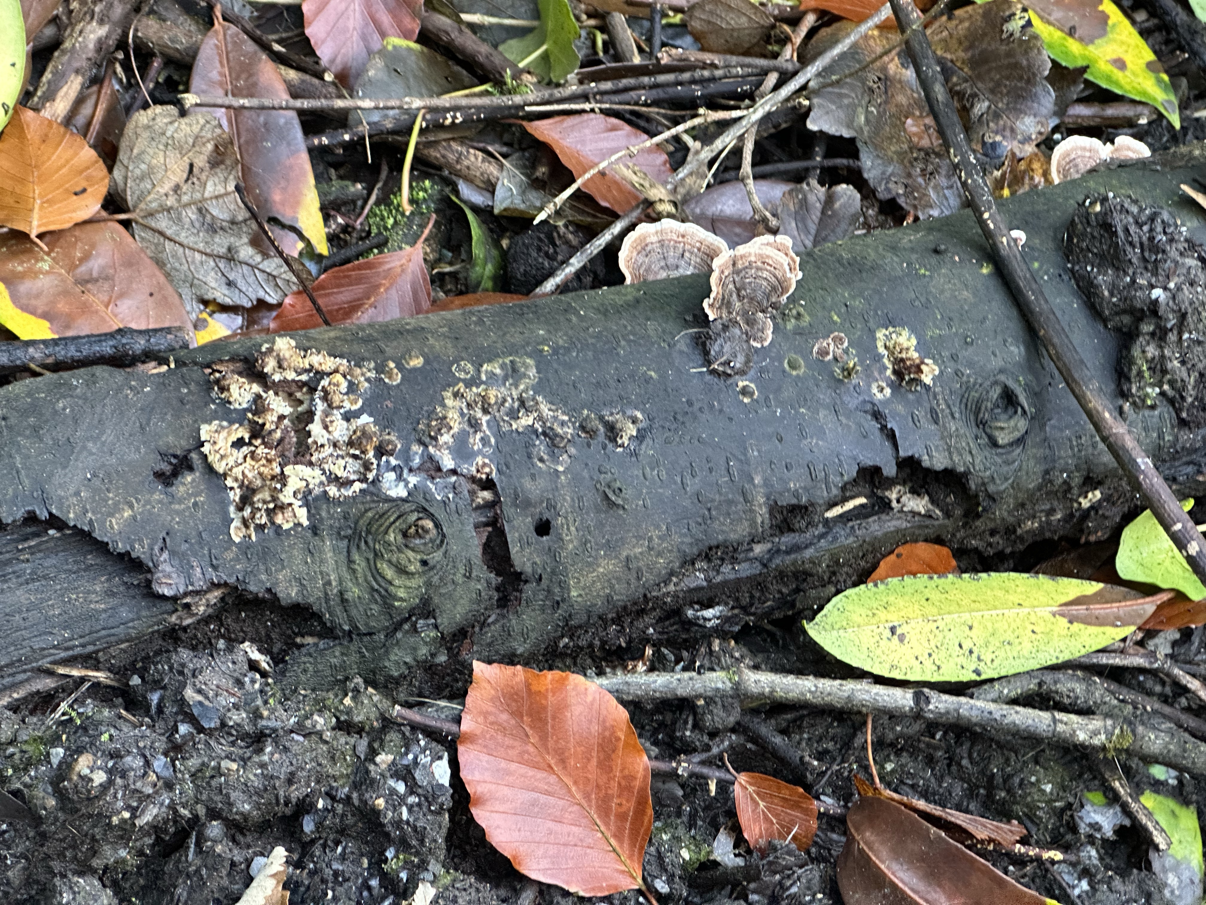 Image from Fungi and laurel ecosystem in Rivervalley & Brackenstown Swords Co. Dublin.