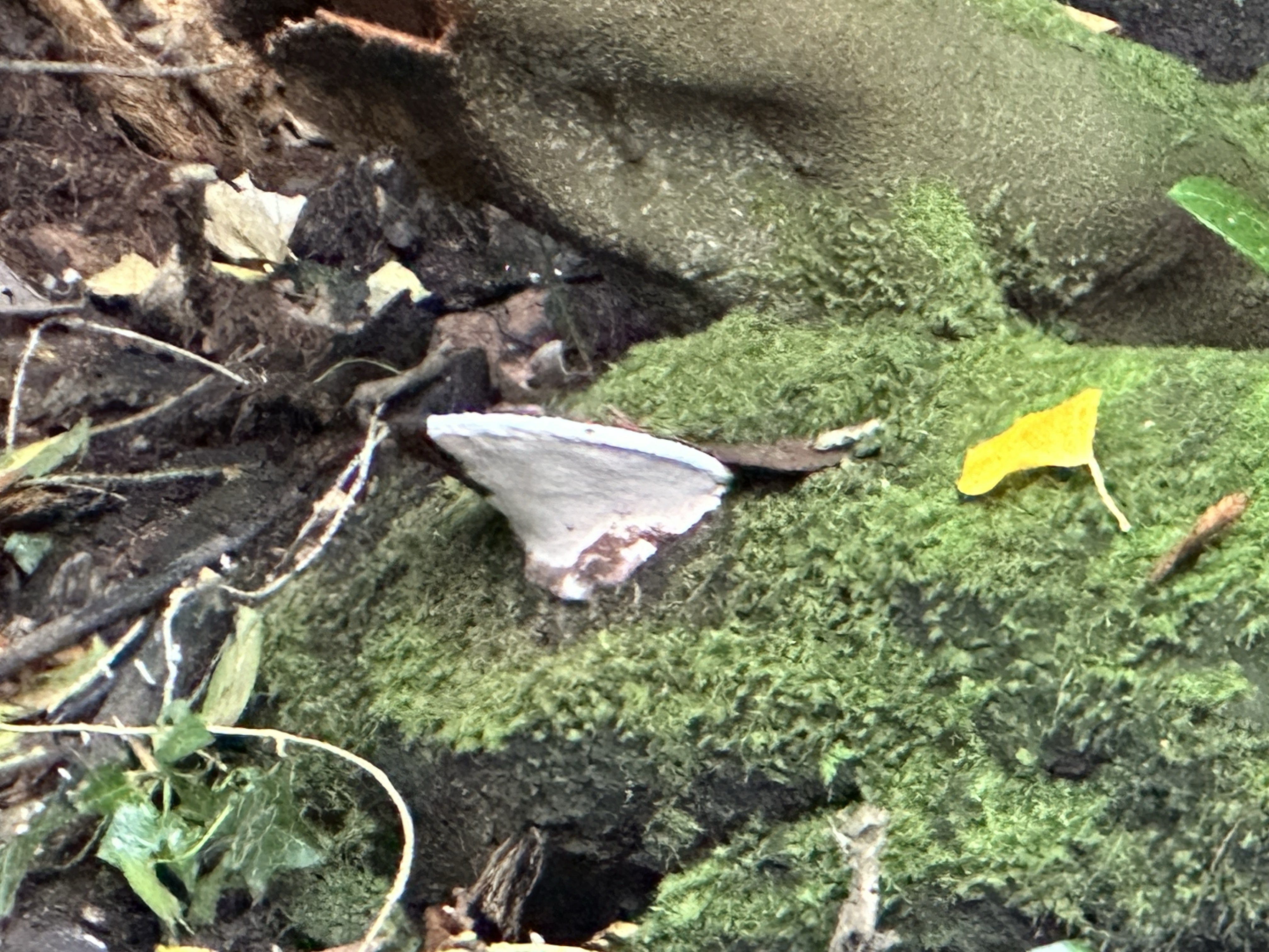 Image from Fungi and laurel ecosystem in Rivervalley & Brackenstown Swords Co. Dublin.