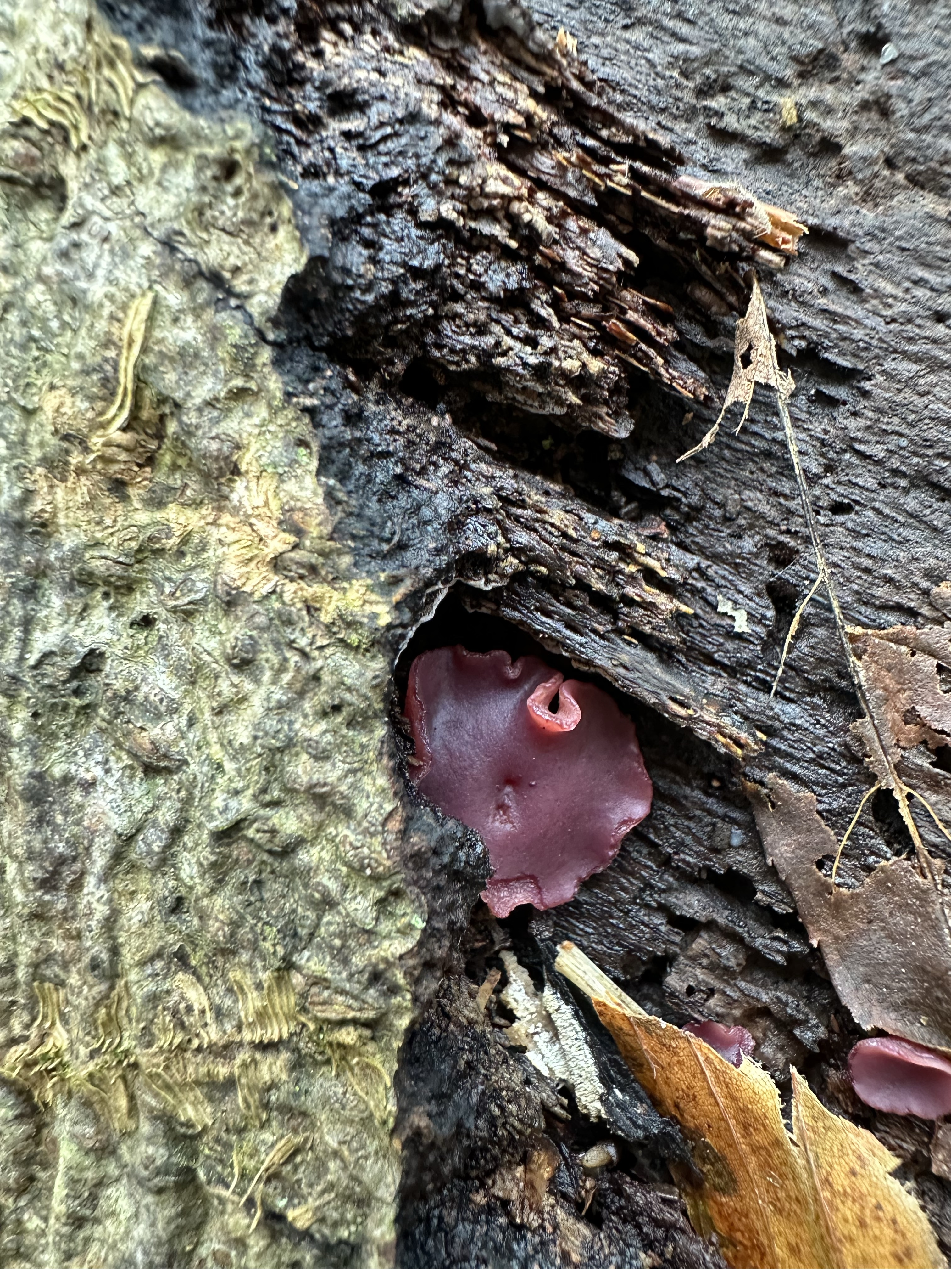 Image from Fungi and laurel ecosystem in Rivervalley & Brackenstown Swords Co. Dublin.