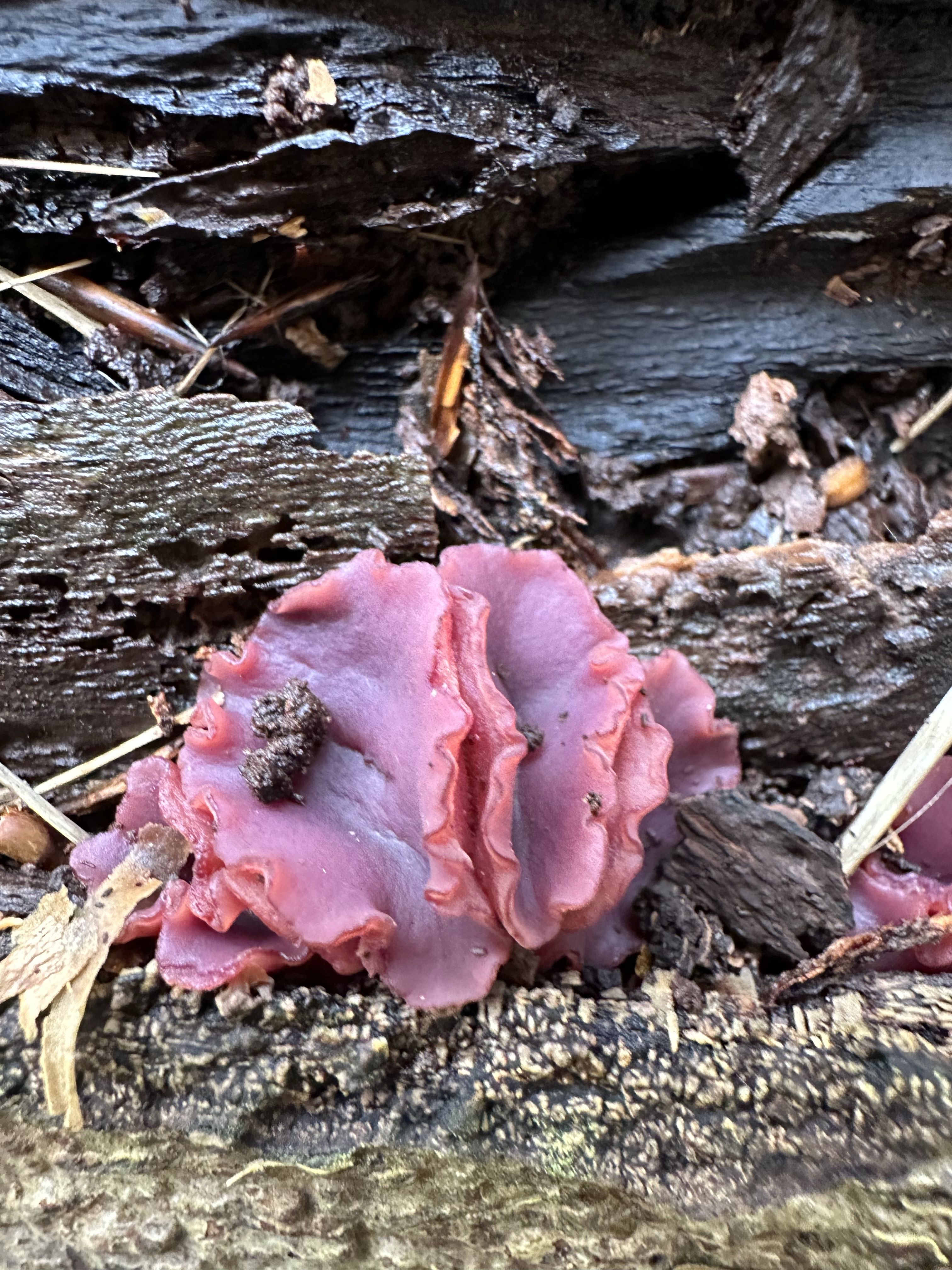 Image from Fungi and laurel ecosystem in Rivervalley & Brackenstown Swords Co. Dublin.