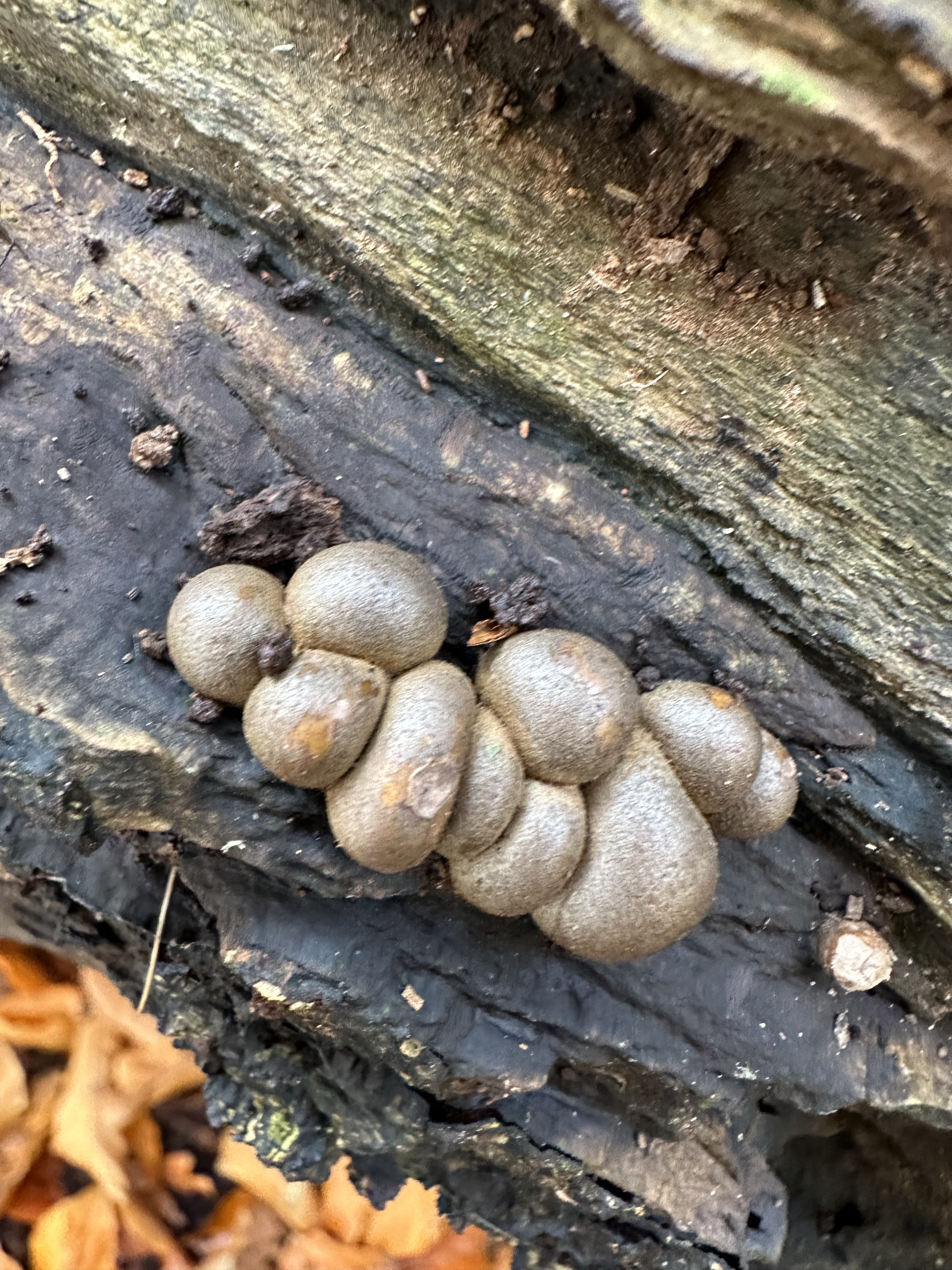 Image from Fungi and laurel ecosystem in Rivervalley & Brackenstown Swords Co. Dublin.