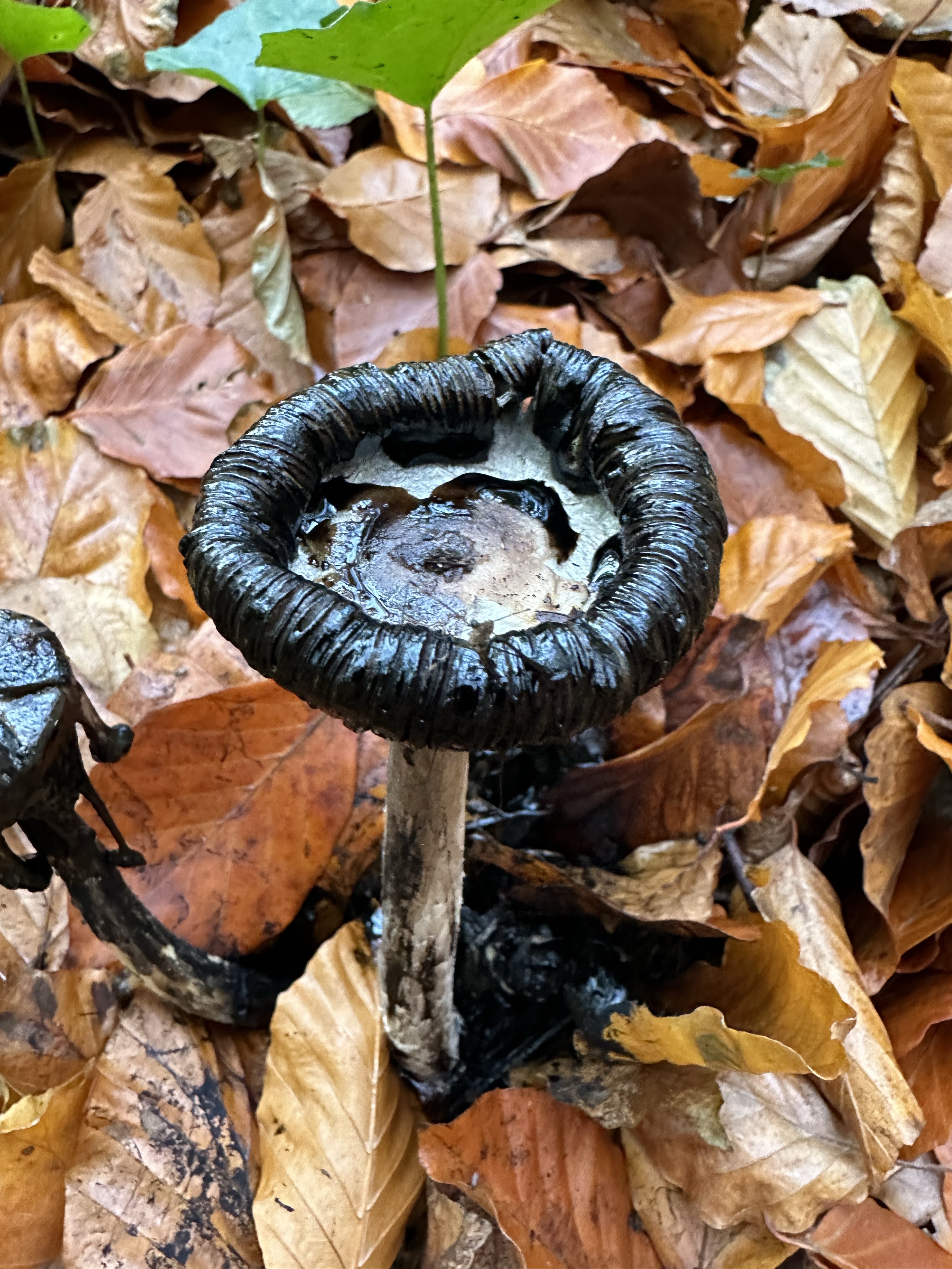 Image from Fungi and laurel ecosystem in Rivervalley & Brackenstown Swords Co. Dublin.