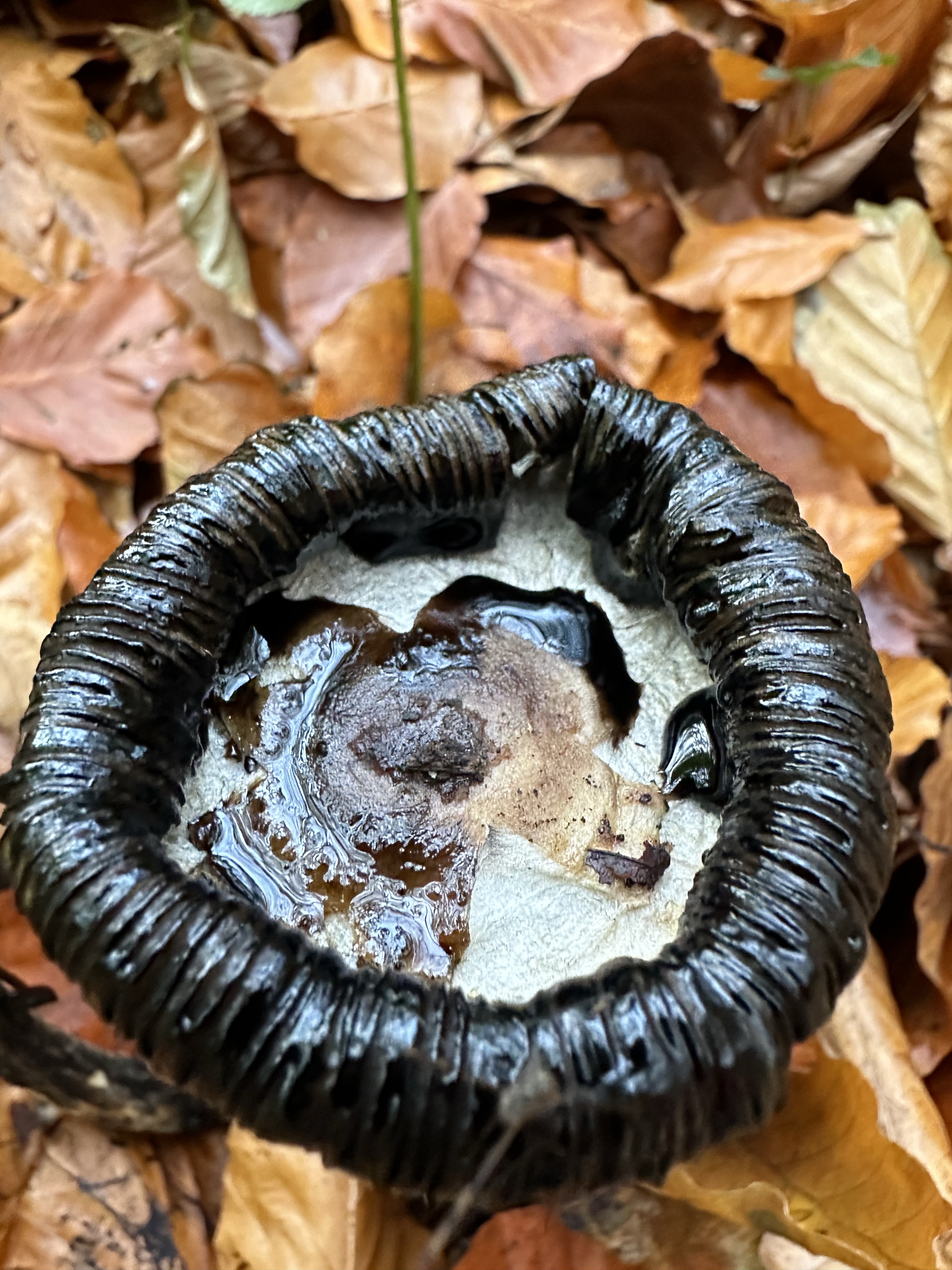 Image from Fungi and laurel ecosystem in Rivervalley & Brackenstown Swords Co. Dublin.