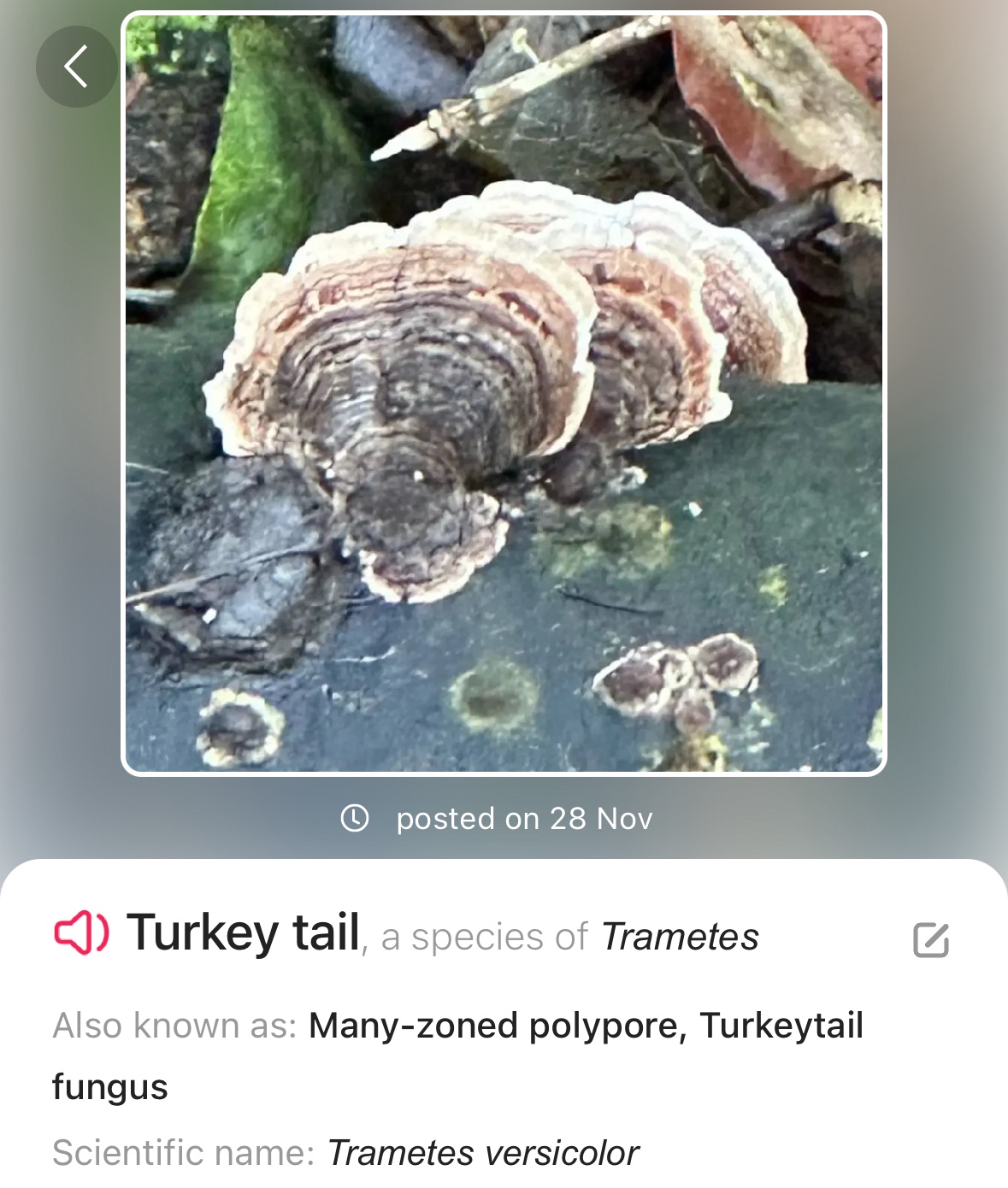 Image from Fungi and laurel ecosystem in Rivervalley & Brackenstown Swords Co. Dublin.