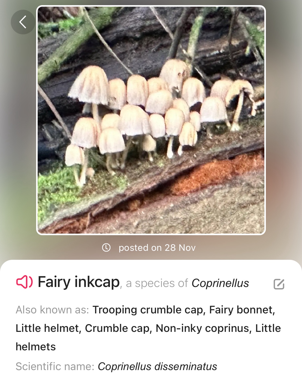 Image from Fungi and laurel ecosystem in Rivervalley & Brackenstown Swords Co. Dublin.