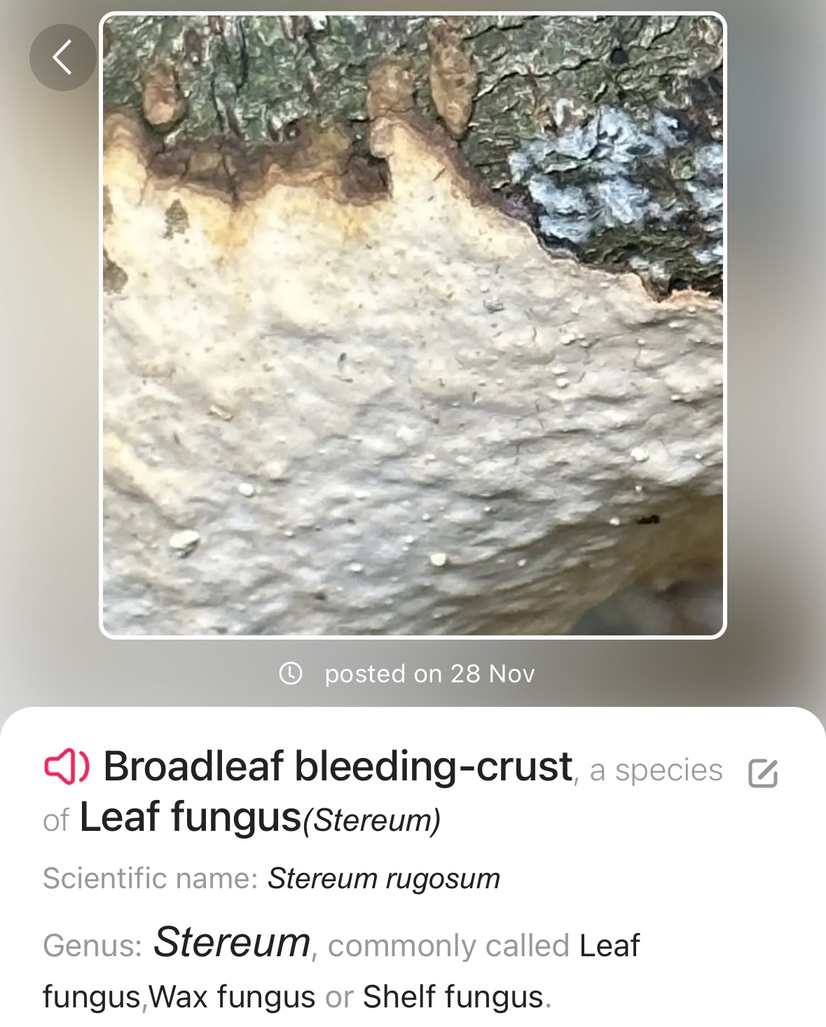 Image from Fungi and laurel ecosystem in Rivervalley & Brackenstown Swords Co. Dublin.