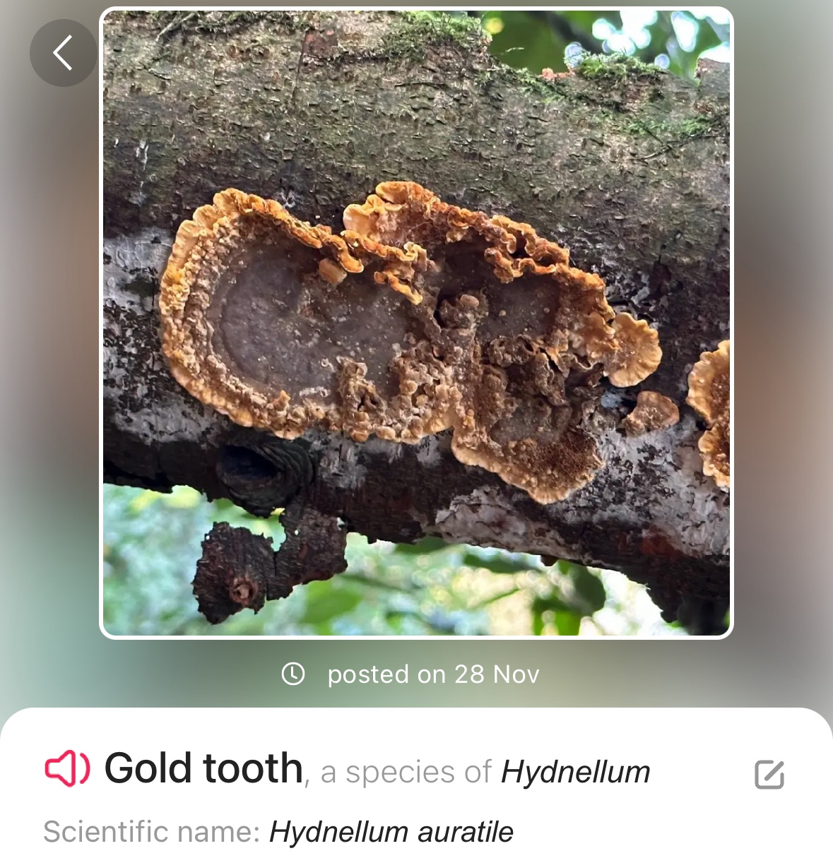 Image from Fungi and laurel ecosystem in Rivervalley & Brackenstown Swords Co. Dublin.