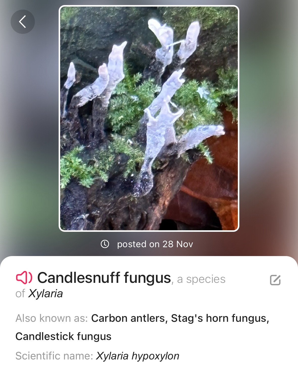 Image from Fungi and laurel ecosystem in Rivervalley & Brackenstown Swords Co. Dublin.