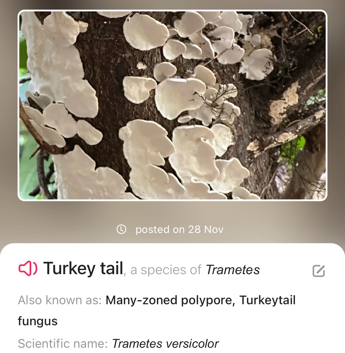 Image from Fungi and laurel ecosystem in Rivervalley & Brackenstown Swords Co. Dublin.