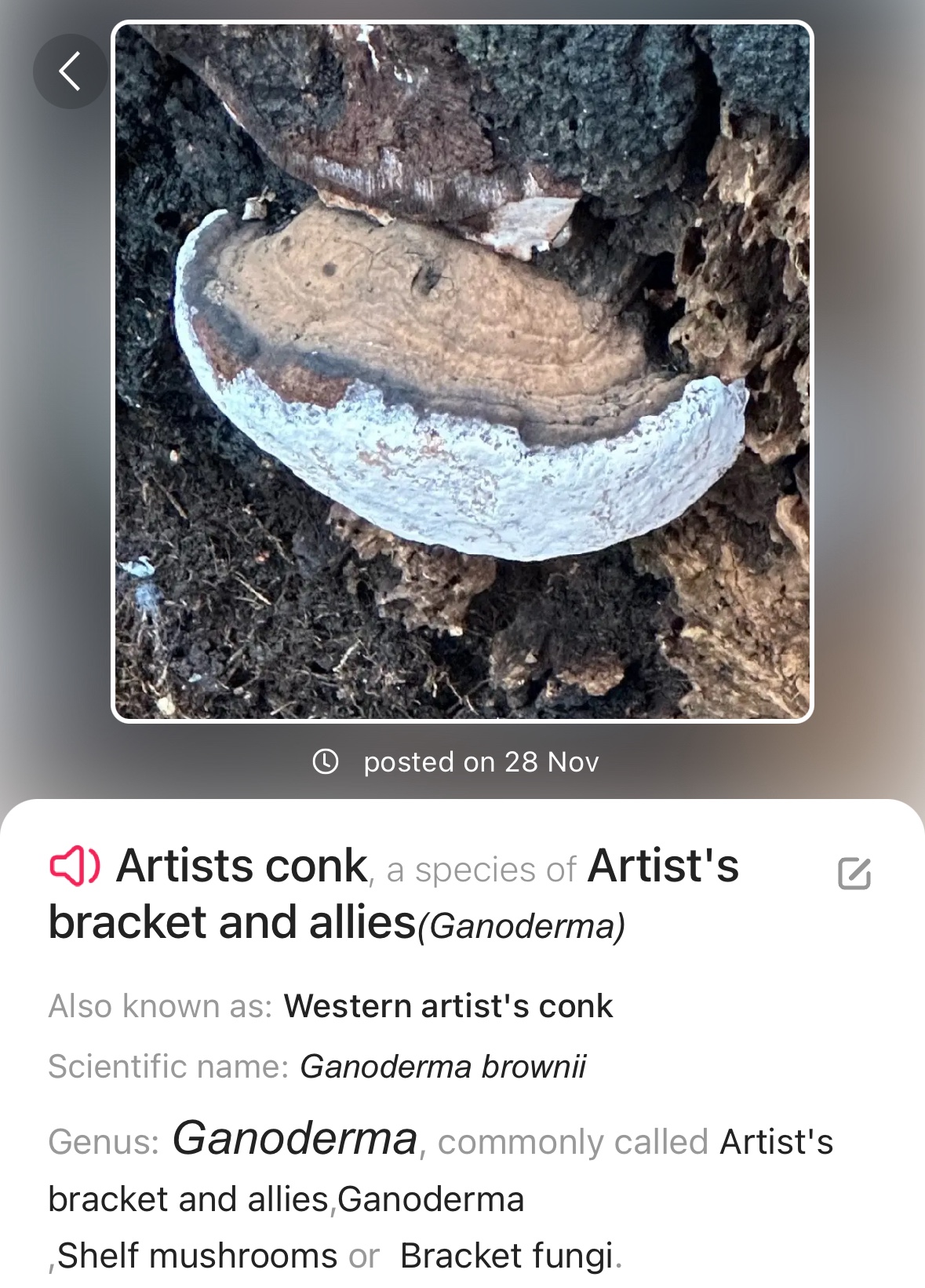 Image from Fungi and laurel ecosystem in Rivervalley & Brackenstown Swords Co. Dublin.