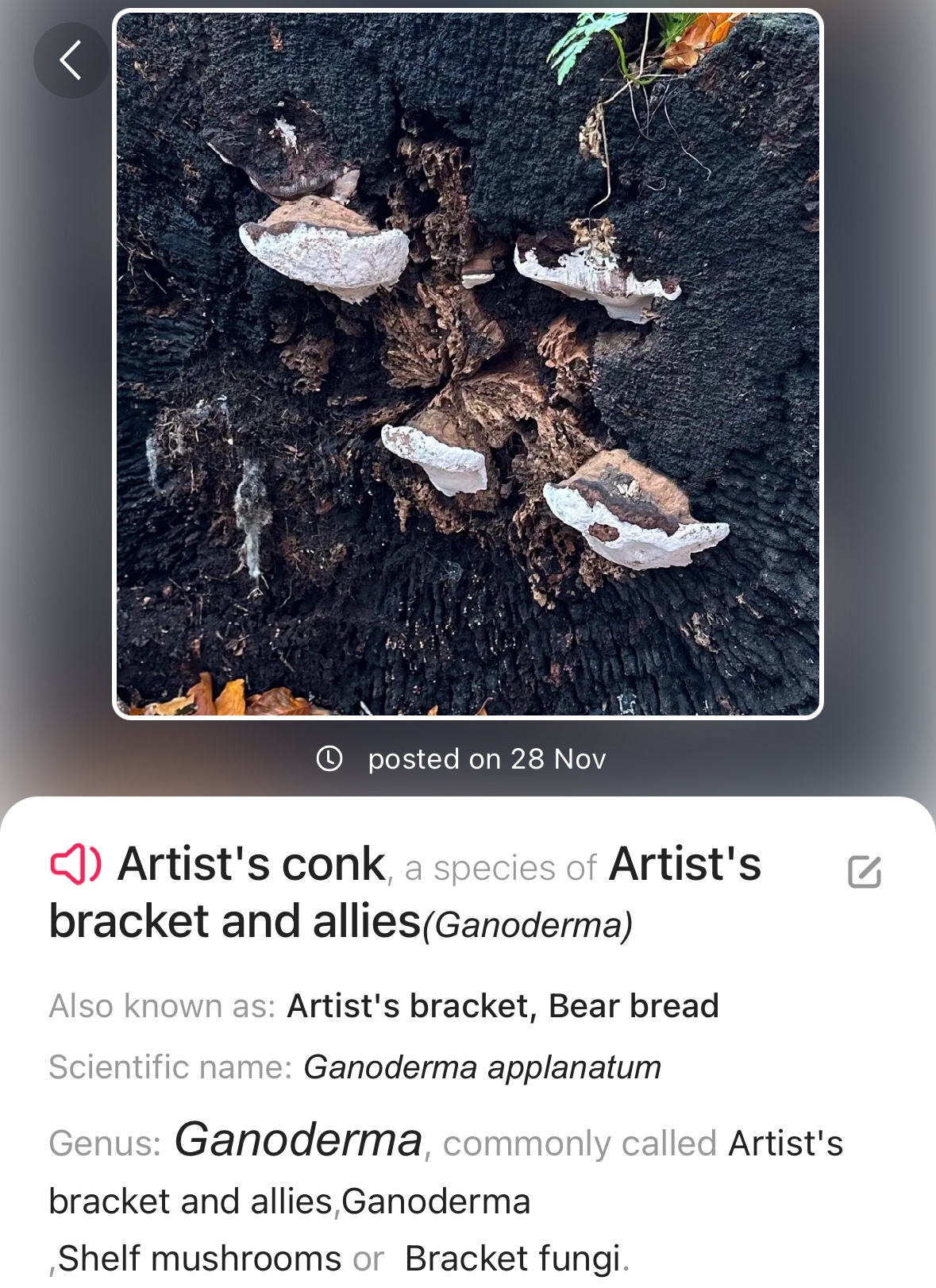 Image from Fungi and laurel ecosystem in Rivervalley & Brackenstown Swords Co. Dublin.