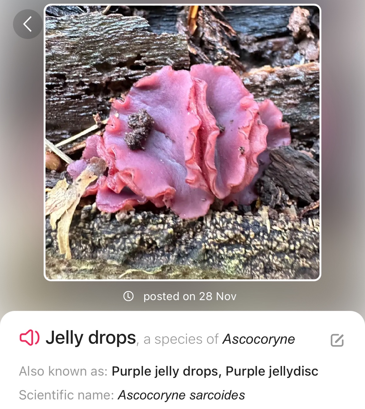 Image from Fungi and laurel ecosystem in Rivervalley & Brackenstown Swords Co. Dublin.