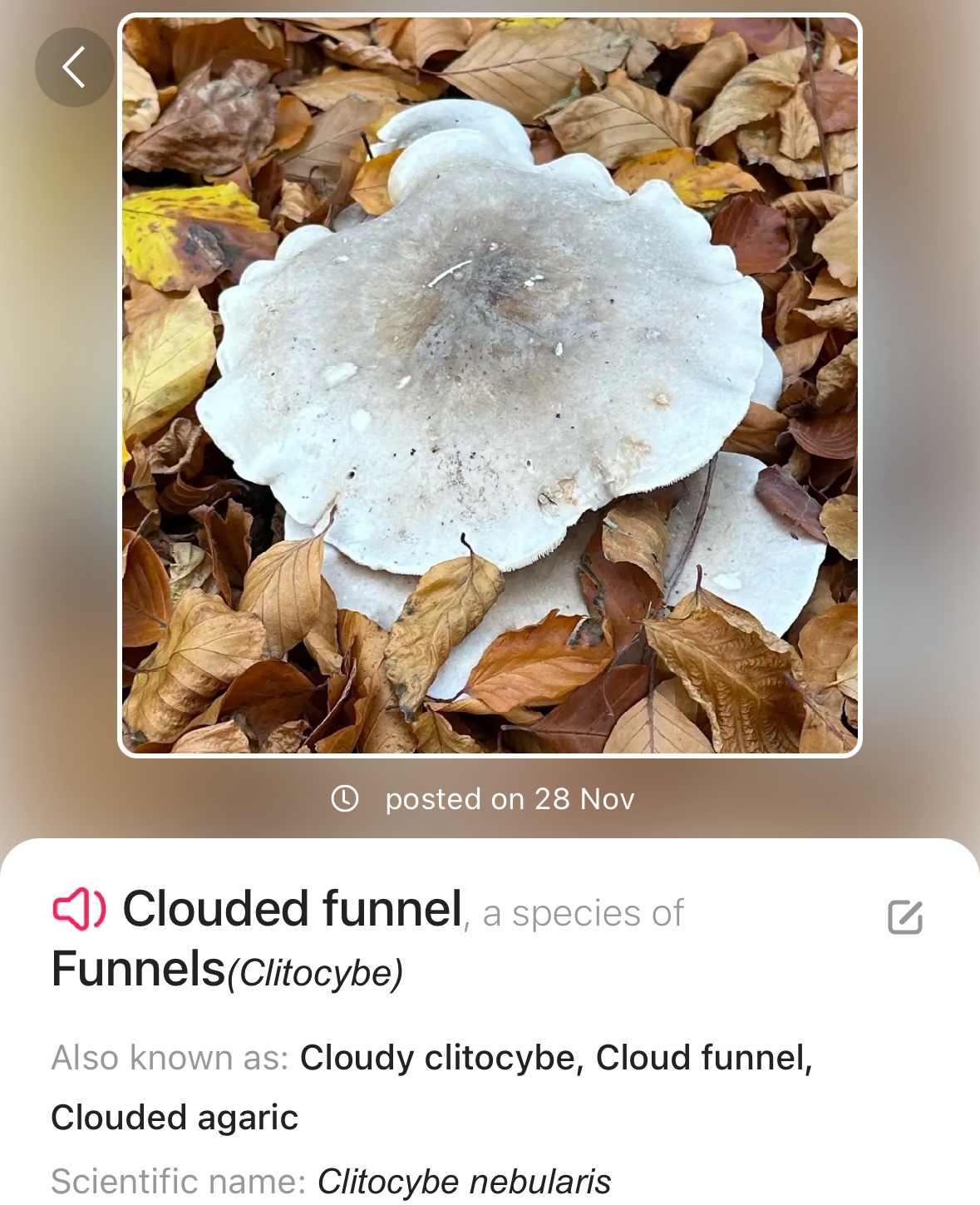 Image from Fungi and laurel ecosystem in Rivervalley & Brackenstown Swords Co. Dublin.