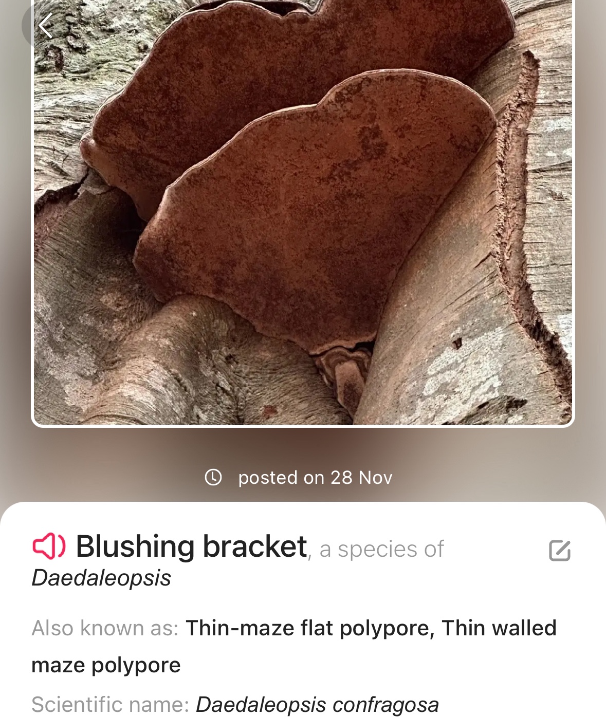 Image from Fungi and laurel ecosystem in Rivervalley & Brackenstown Swords Co. Dublin.