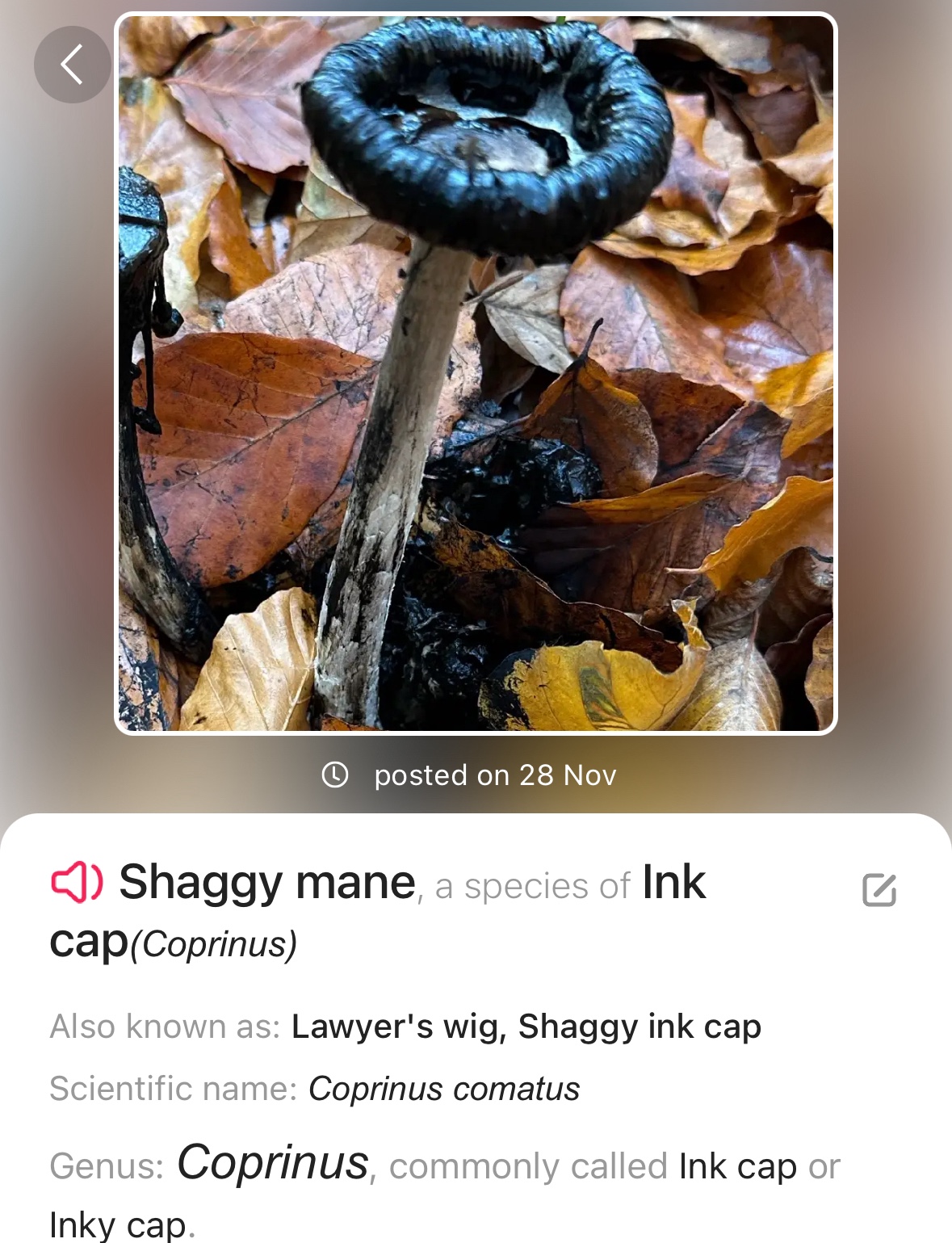 Image from Fungi and laurel ecosystem in Rivervalley & Brackenstown Swords Co. Dublin.